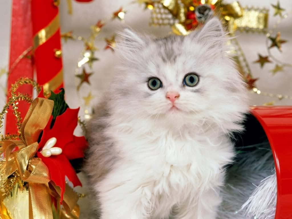 圣诞猫咪乖巧图 壁纸
