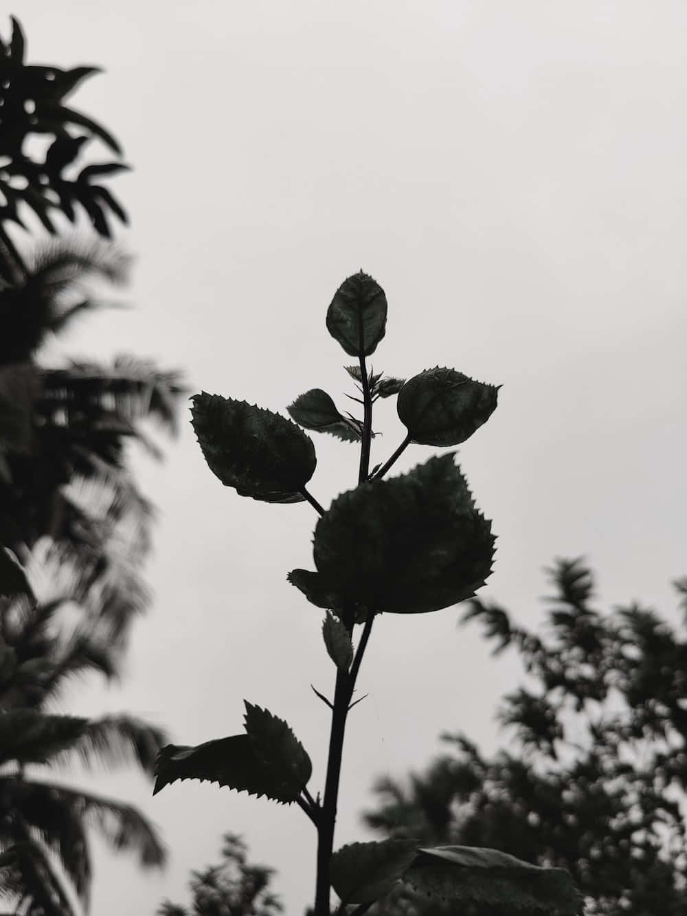“在灰色调中寻找你的宁静。” 壁纸