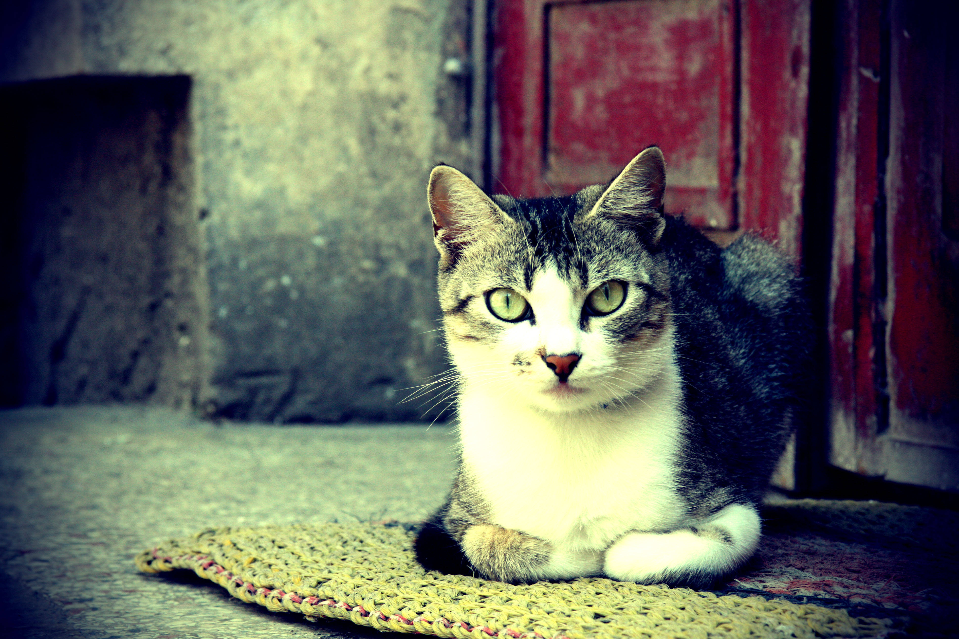 地毯上的唯美猫咪 壁纸