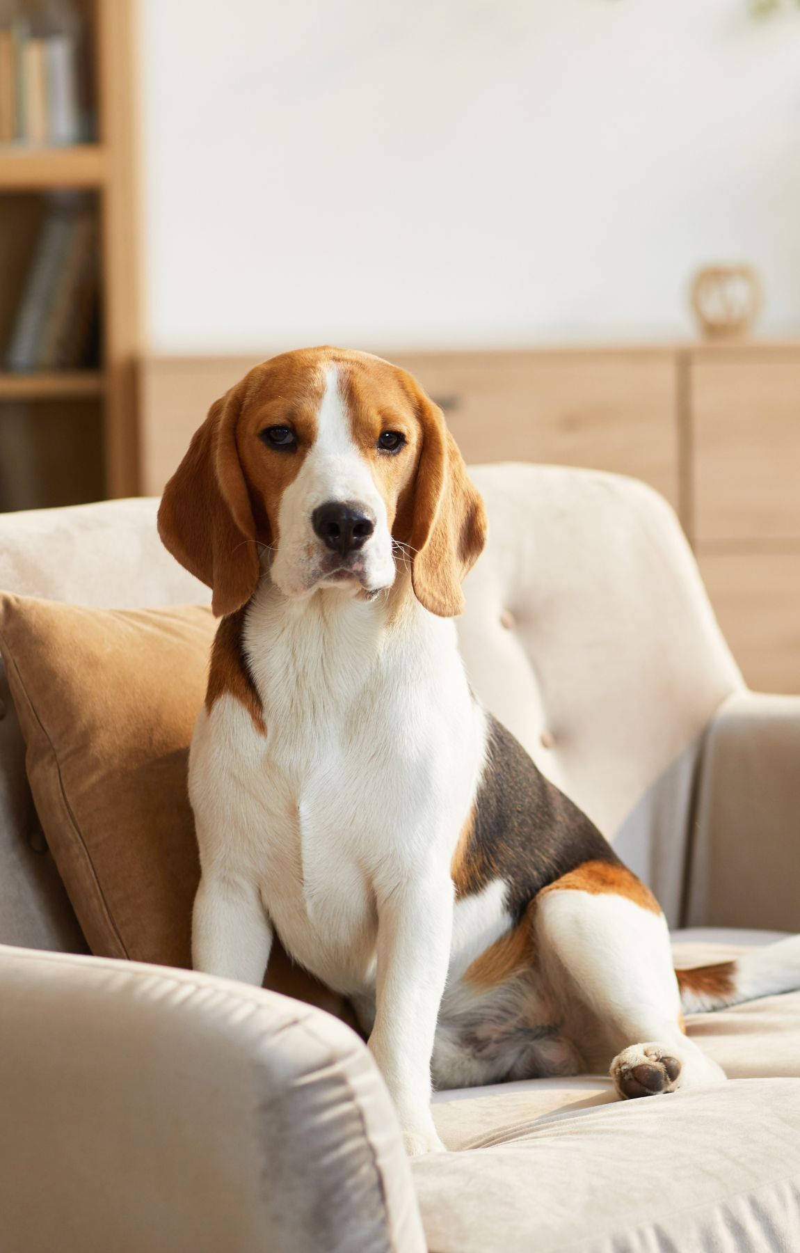 坐在沙发上的比格犬 壁纸