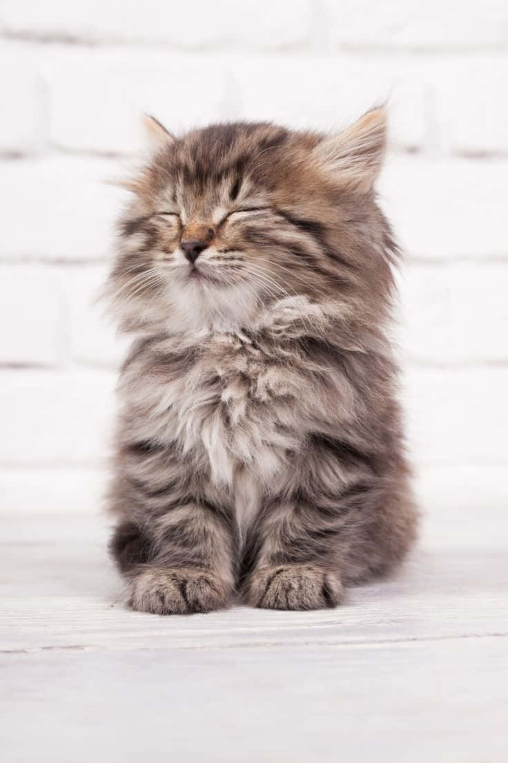 坐姿安睡的美猫图片 壁纸