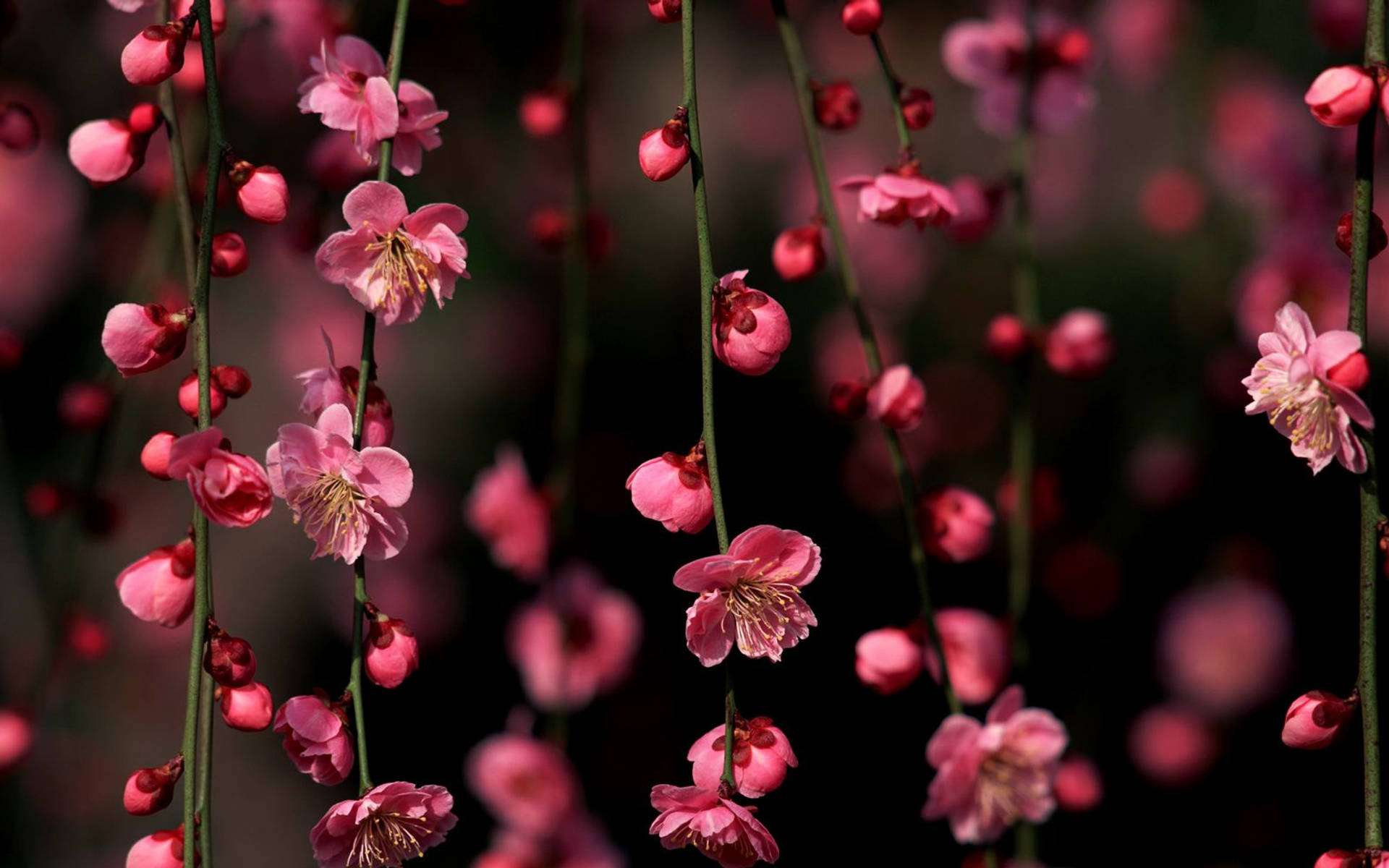 垂挂樱花壁纸