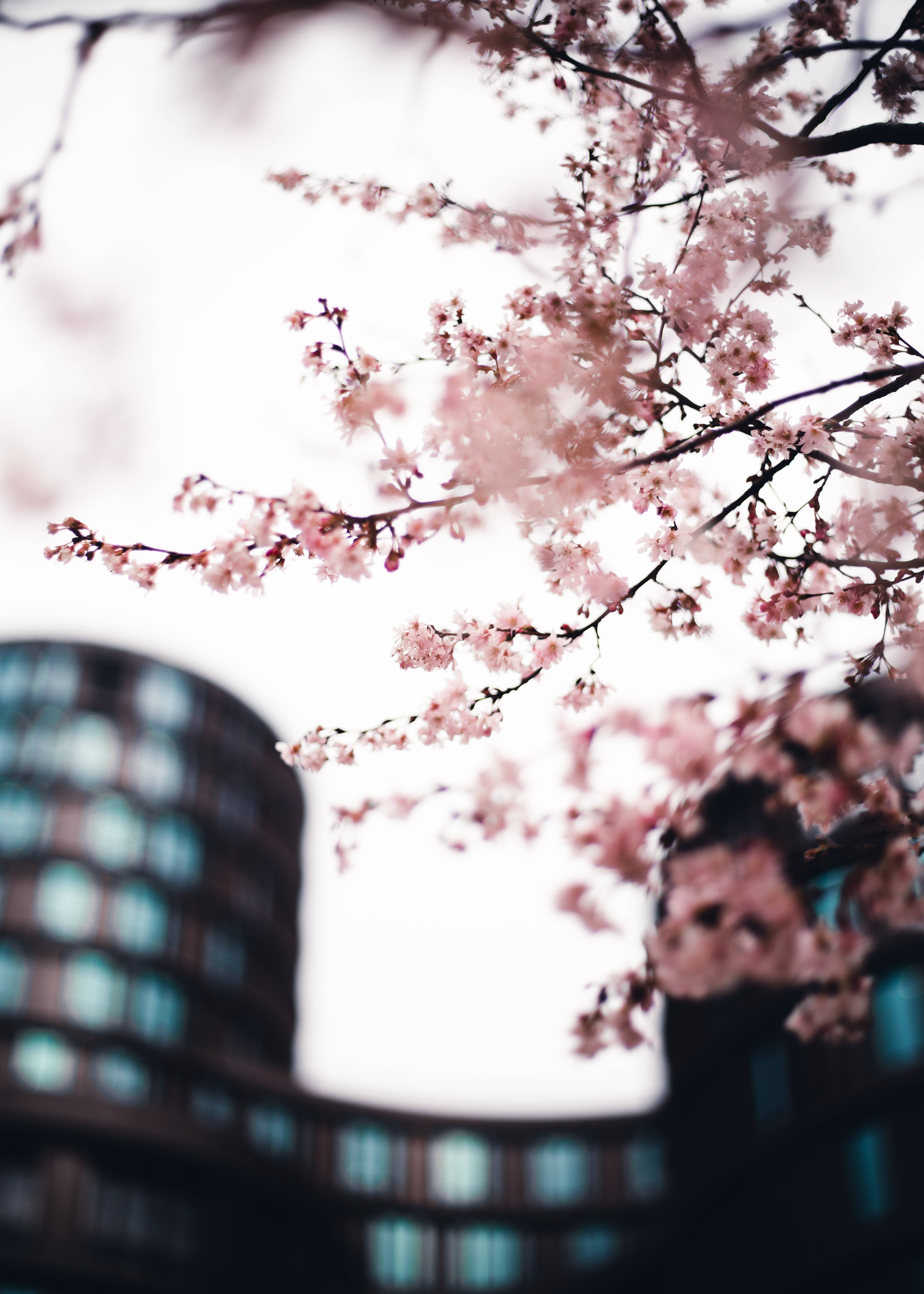 城市中的樱花，日本的春天 壁纸