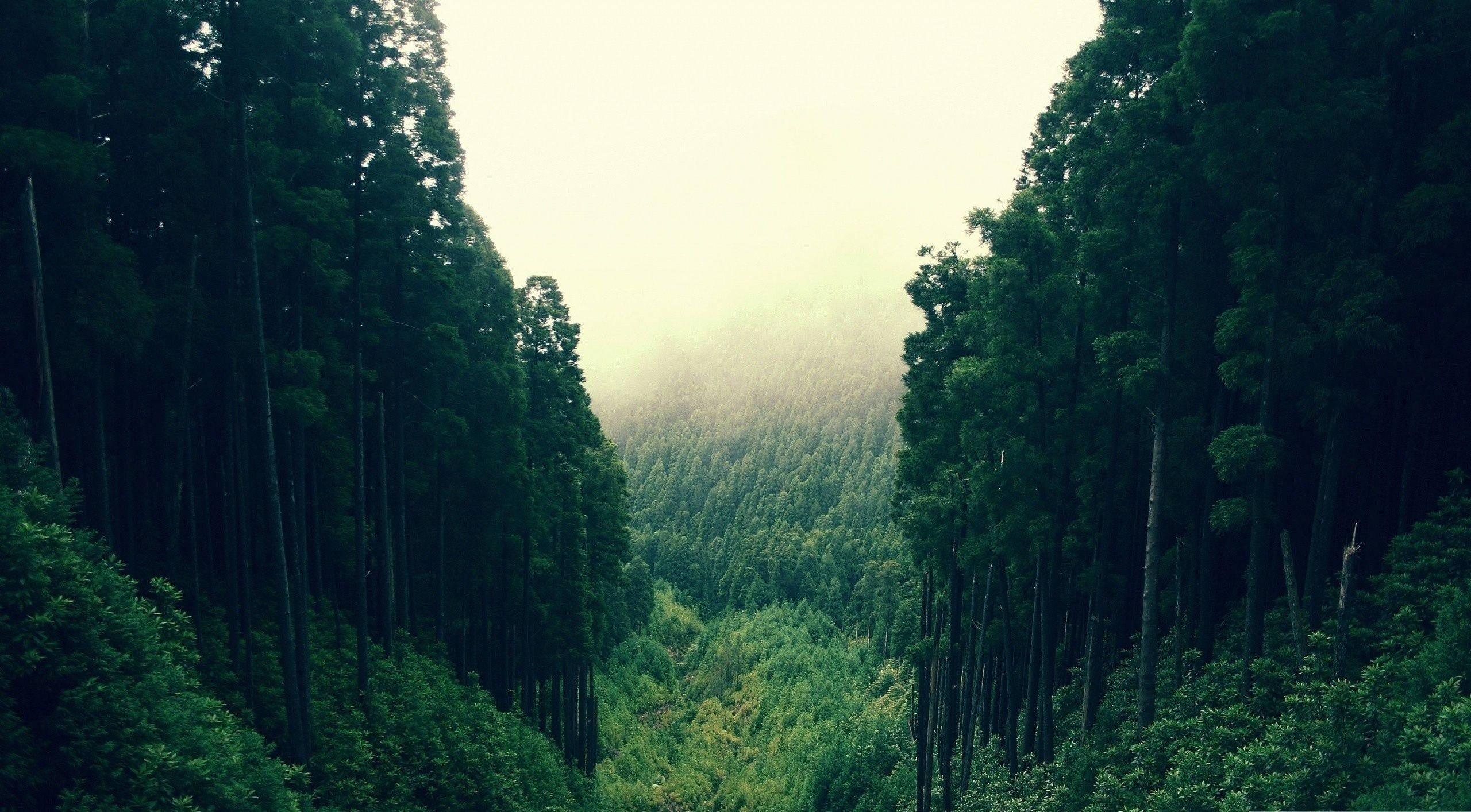 壮丽森林景观 壁纸