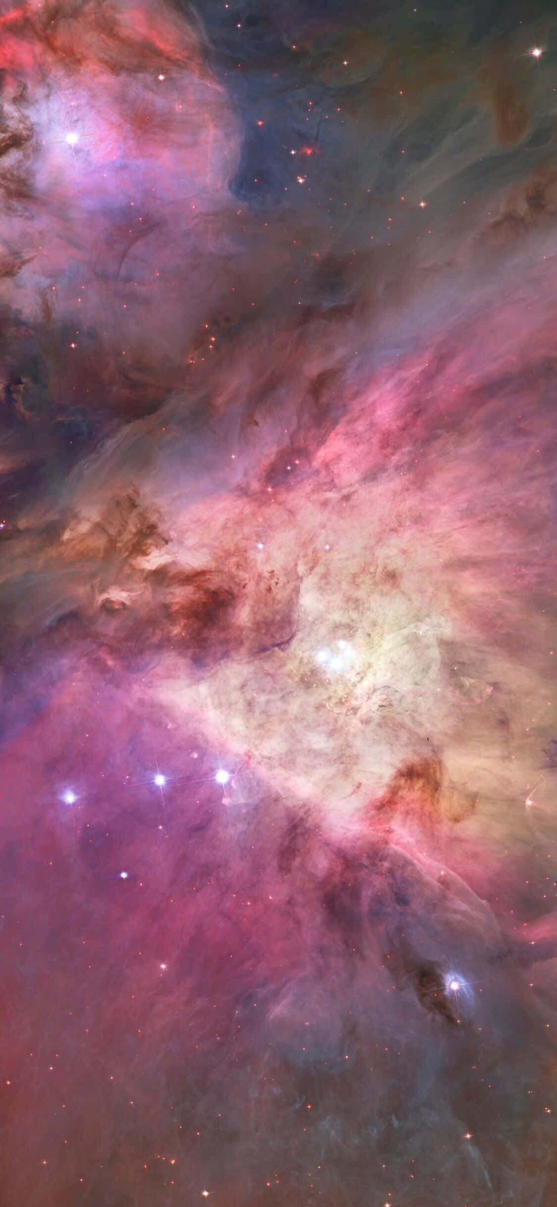 壮丽的猎户座星座在一片星海中。 壁纸
