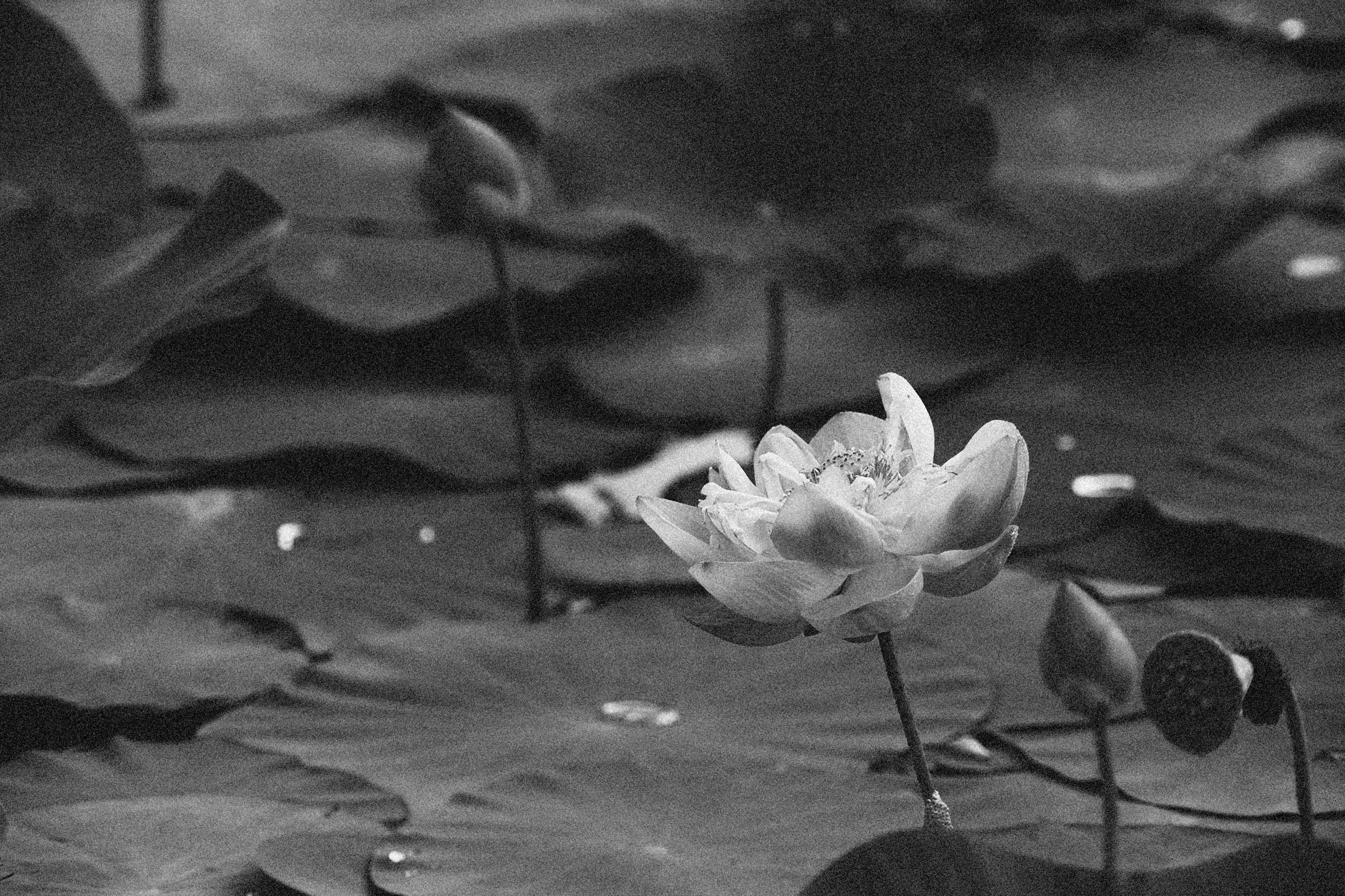 复古莲花 壁纸