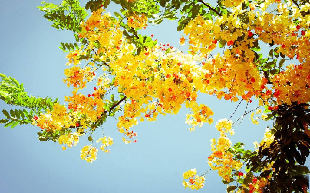 夏季黄花树桌面壁纸 壁纸