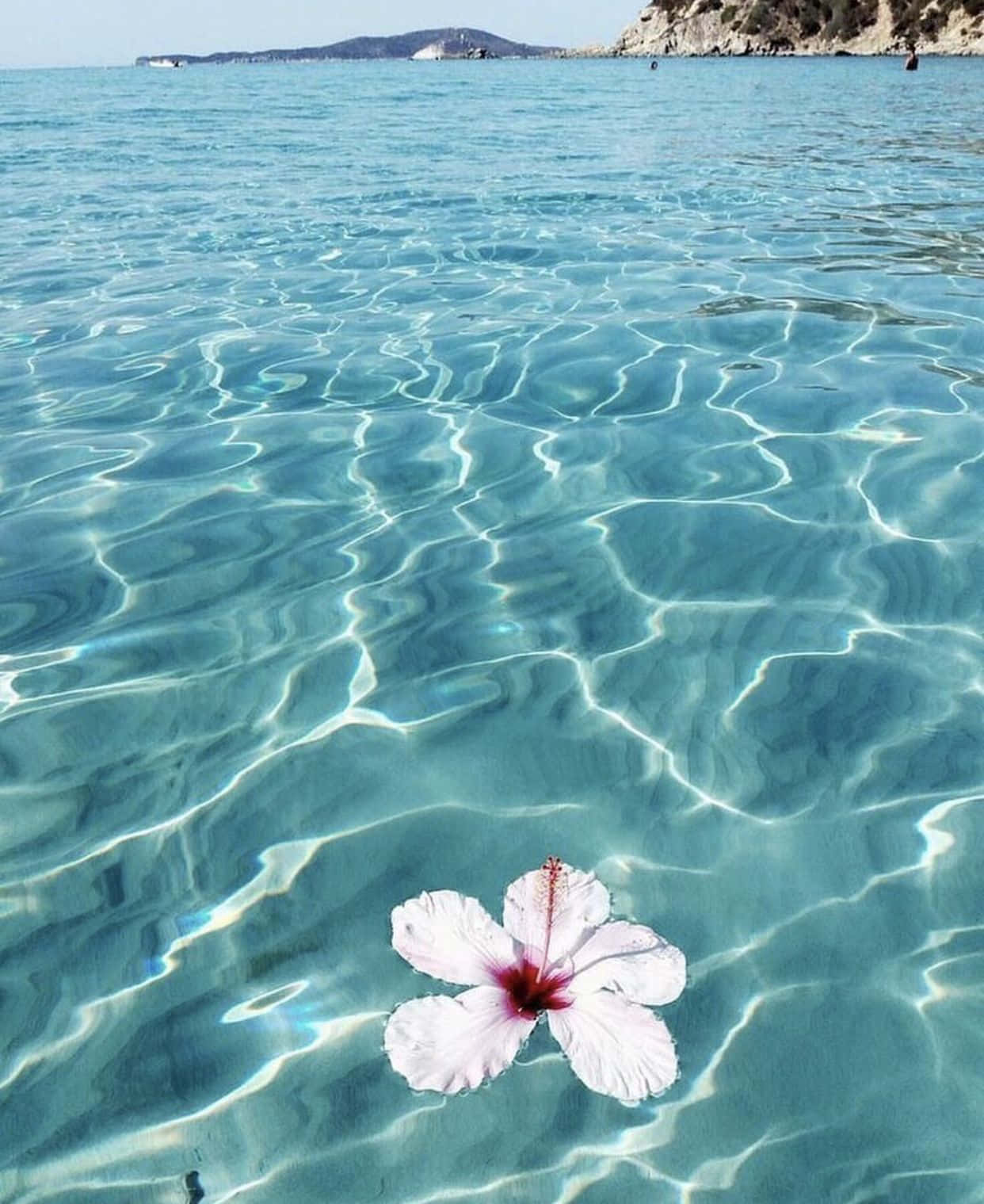 夏日乐趣木槿花 壁纸