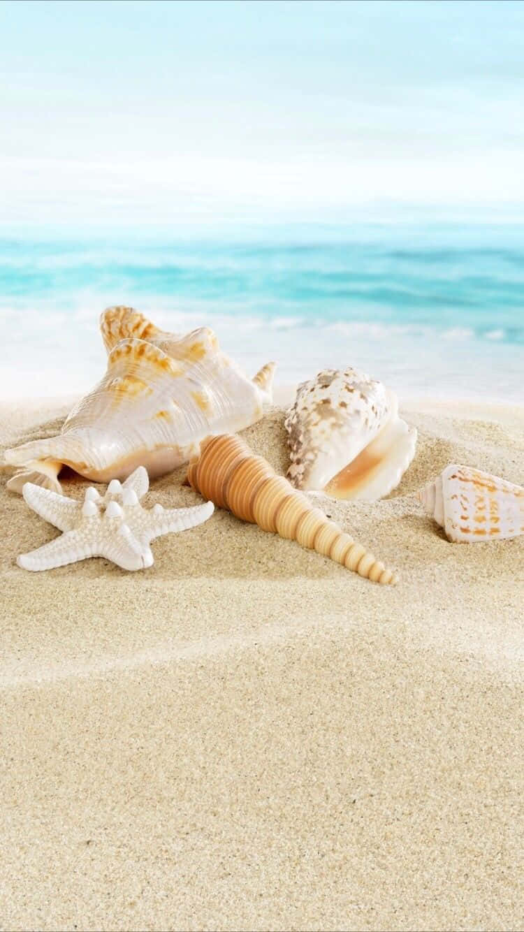 夏日海滩苹果手机贝壳 壁纸
