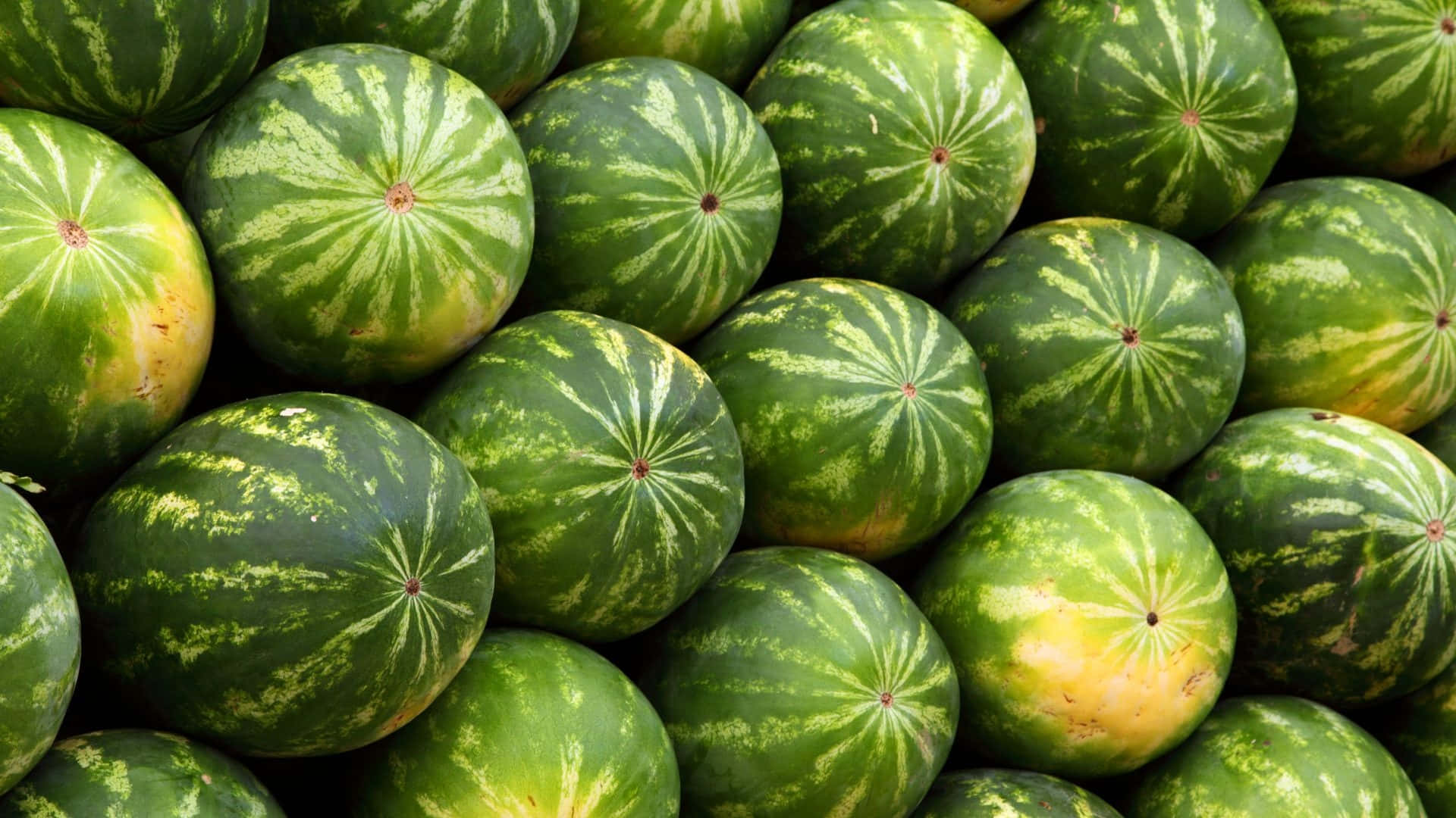 夏日清爽一瓣 壁纸