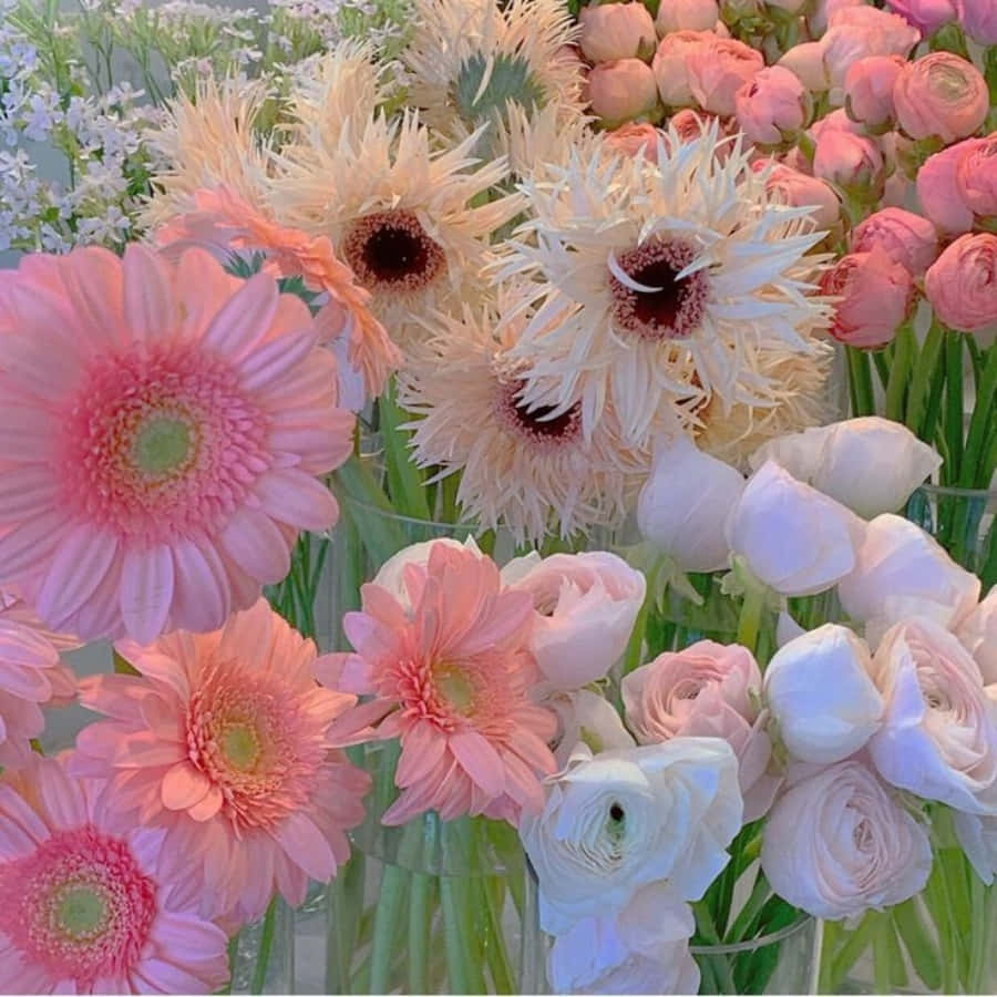 夏日盛开的粉白花朵 壁纸