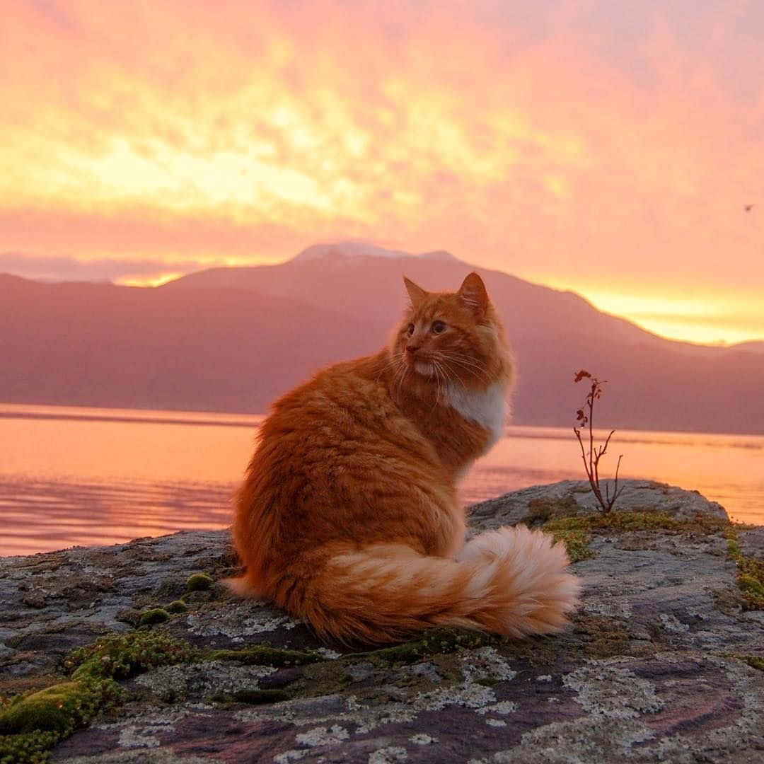 夏日萌猫，尽显猫咪美学 壁纸