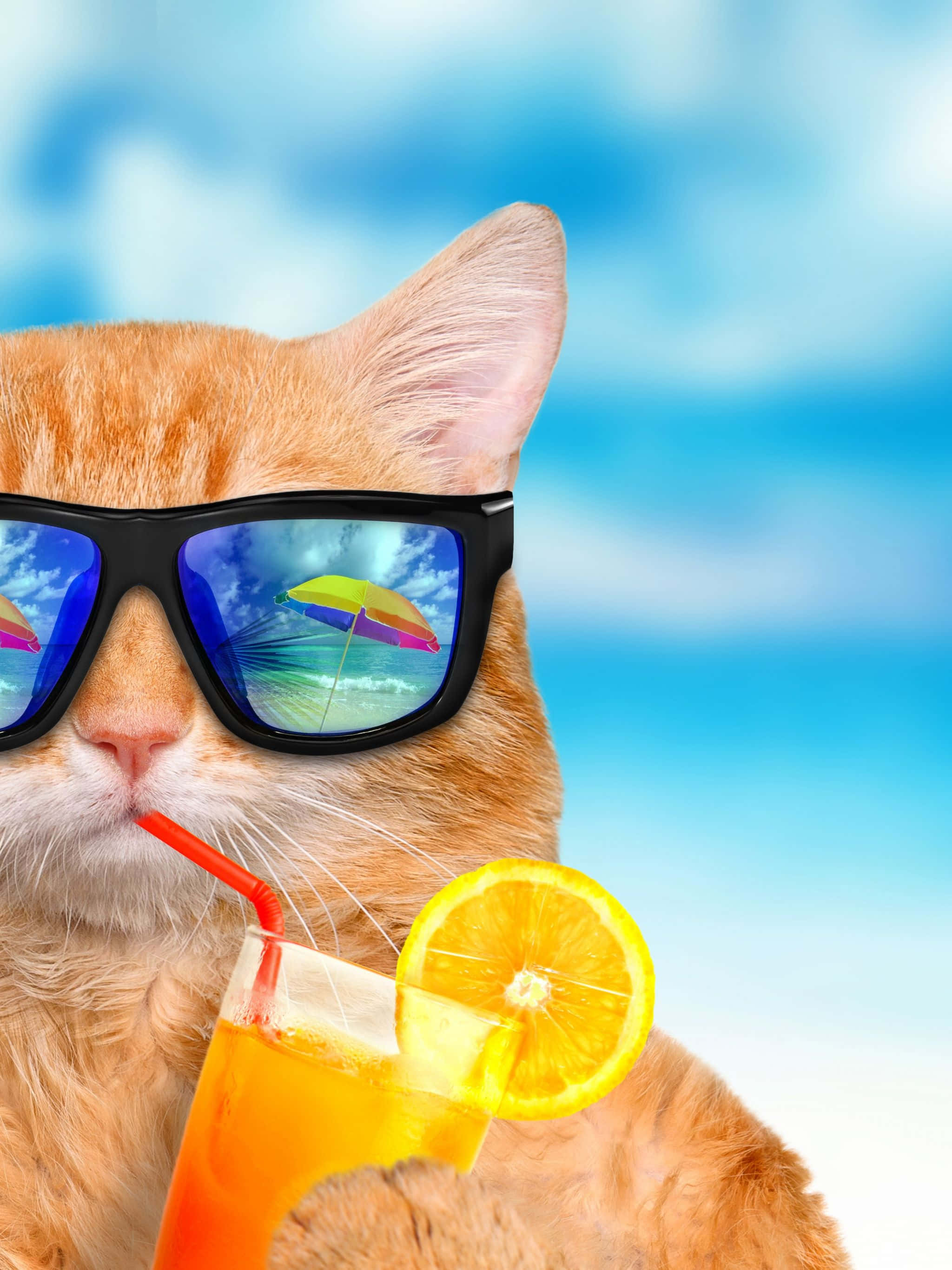 夏日酷猫 壁纸