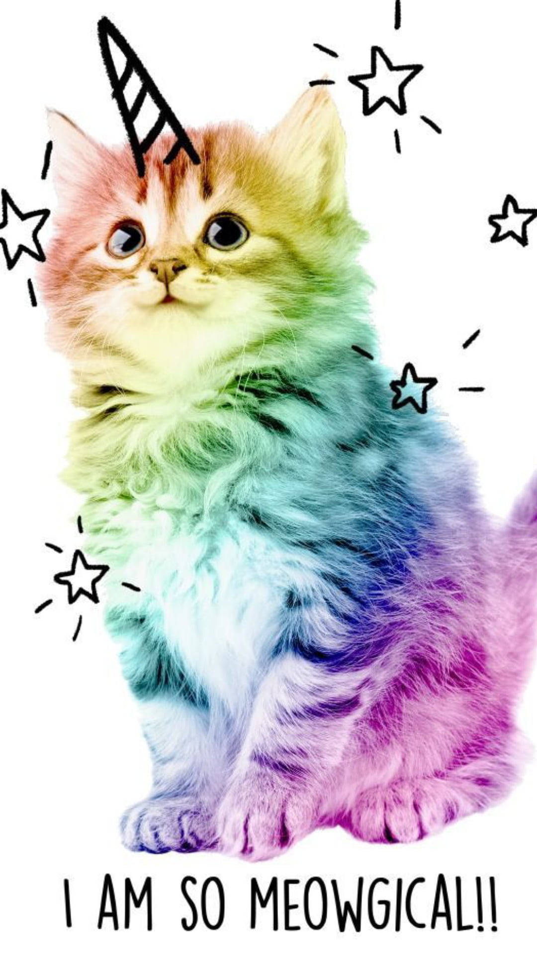 多彩可爱小猫 壁纸