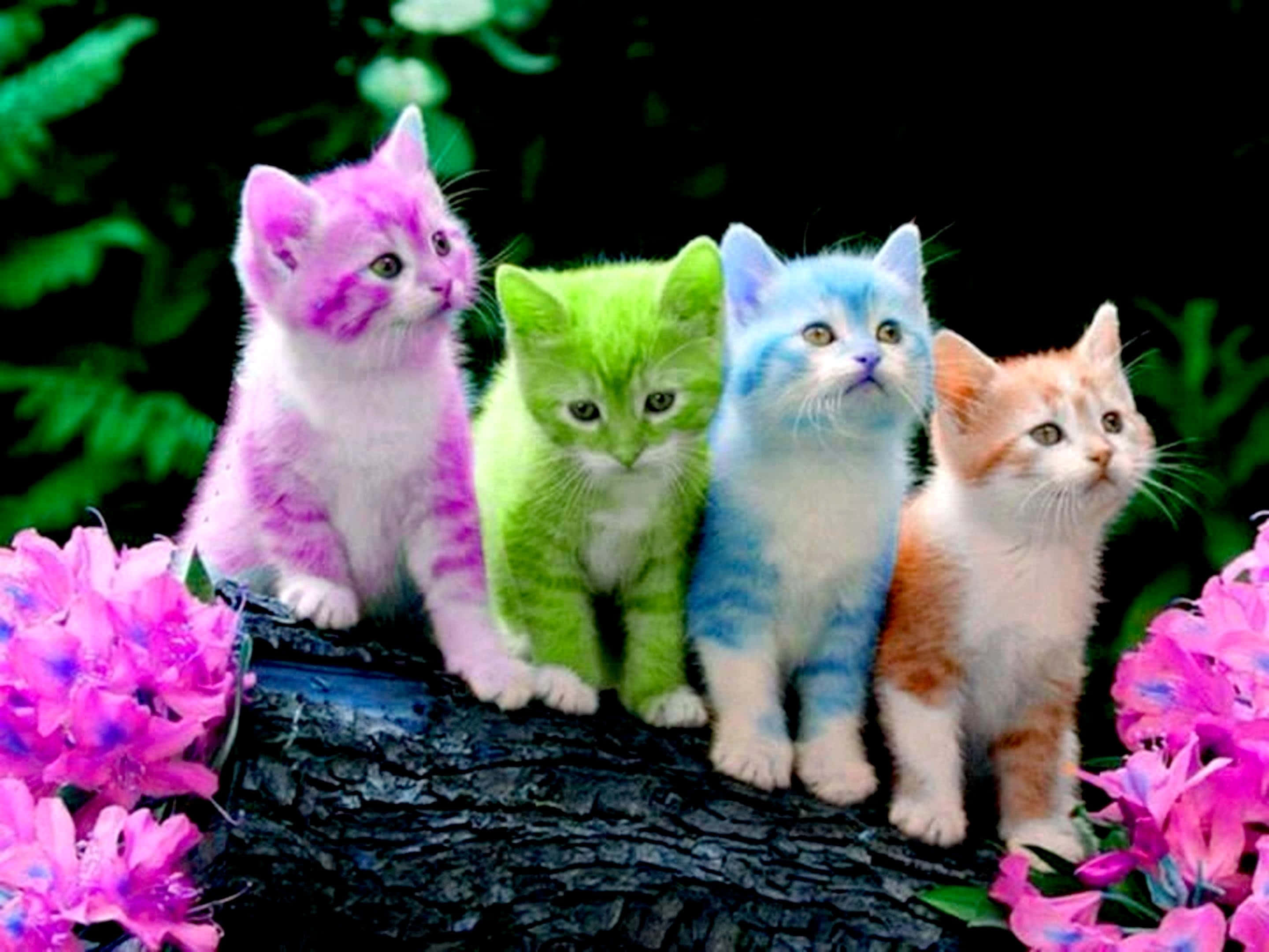 多彩可爱猫咪图片 壁纸
