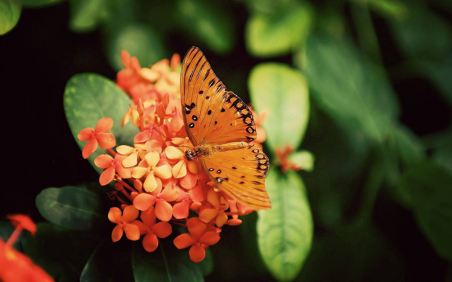 橙色 Gulf Fritillary 蝴蝶停歇在橙色龙船花上壁纸