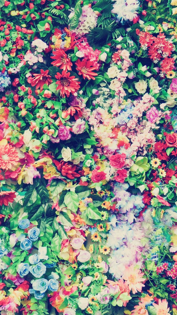 多彩花卉苹果手机壁纸 壁纸