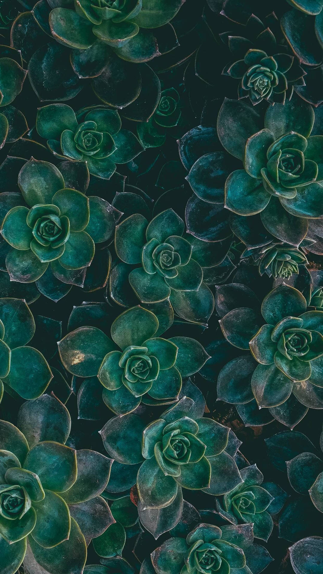 多肉植物绿色iPhone壁纸 壁纸