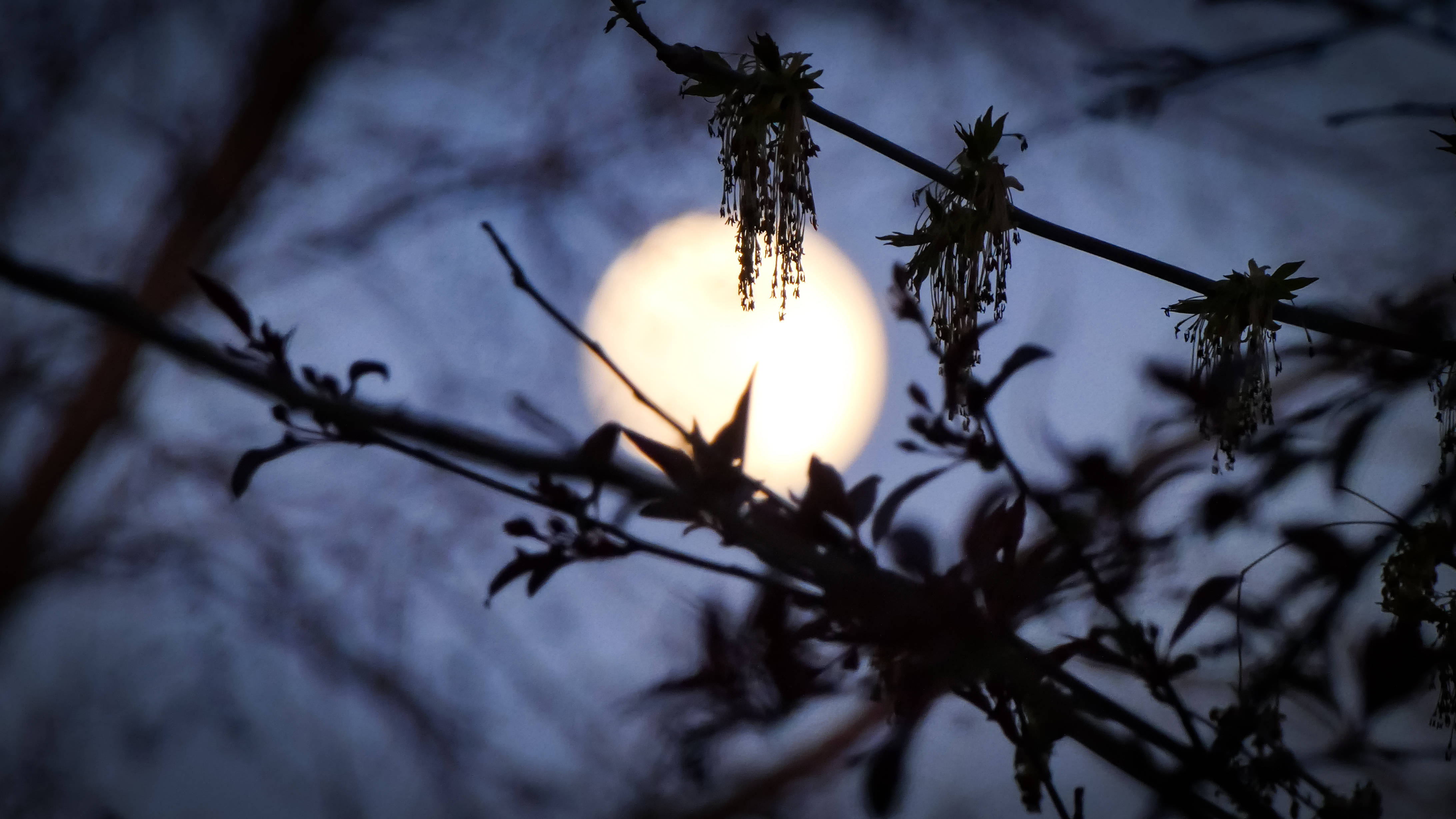 夜光美月 壁纸