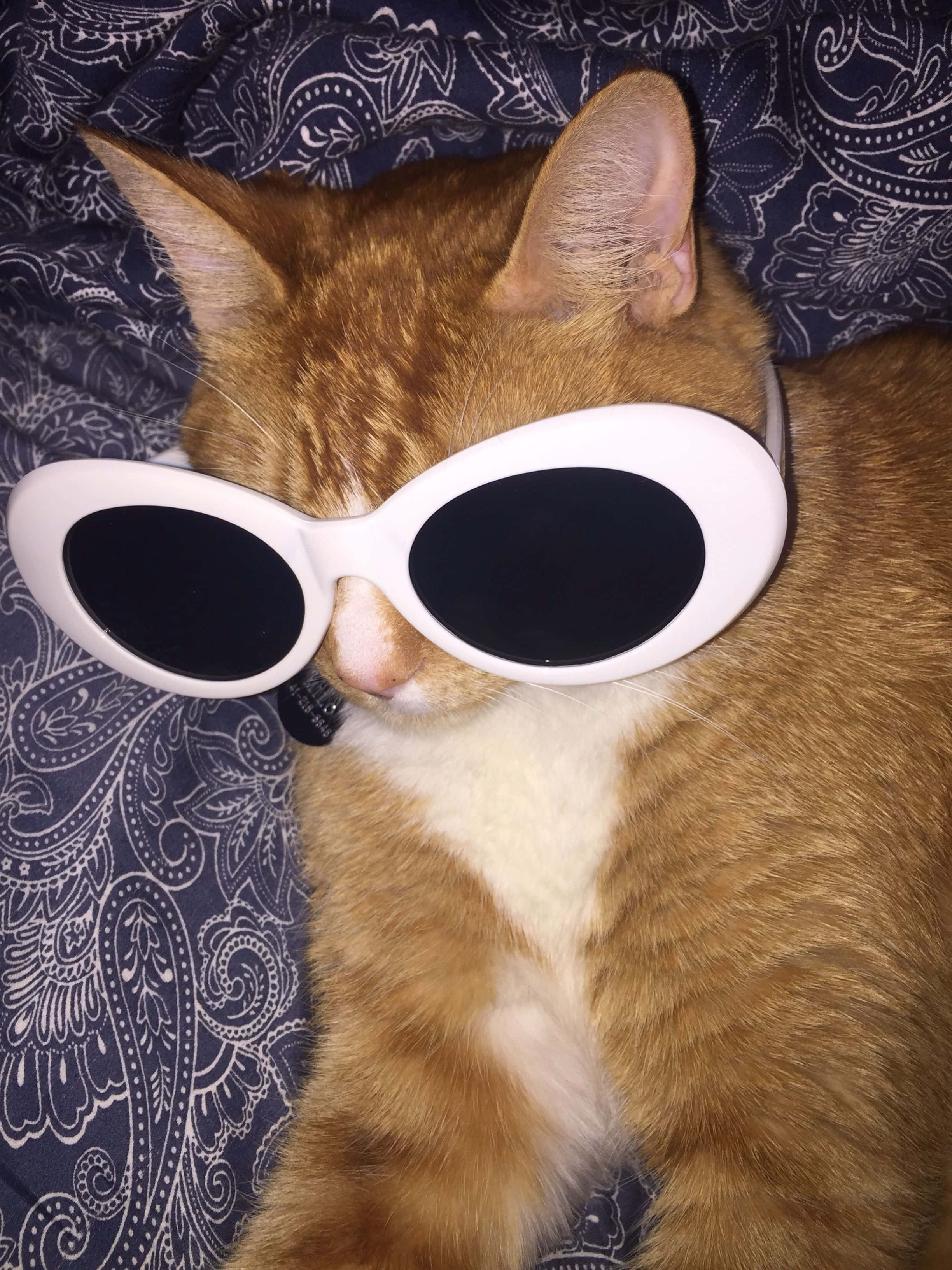 大墨镜可爱猫猫头像 壁纸