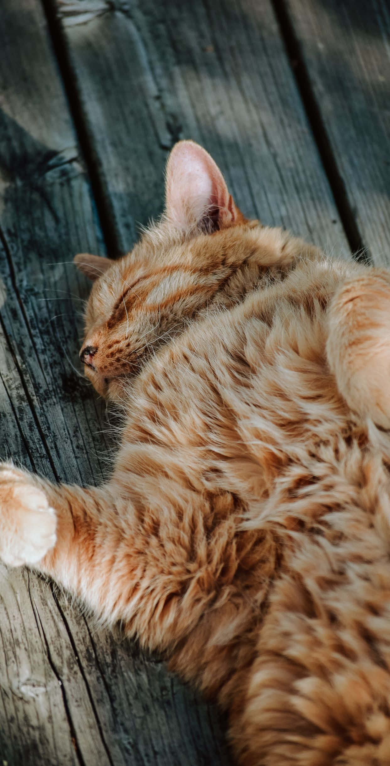 大胆的姜黄色猫咪图片 壁纸