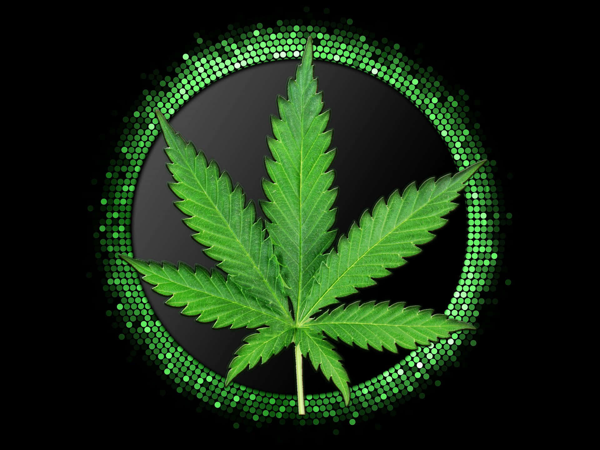 大麻叶被绿色圆圈环绕 壁纸