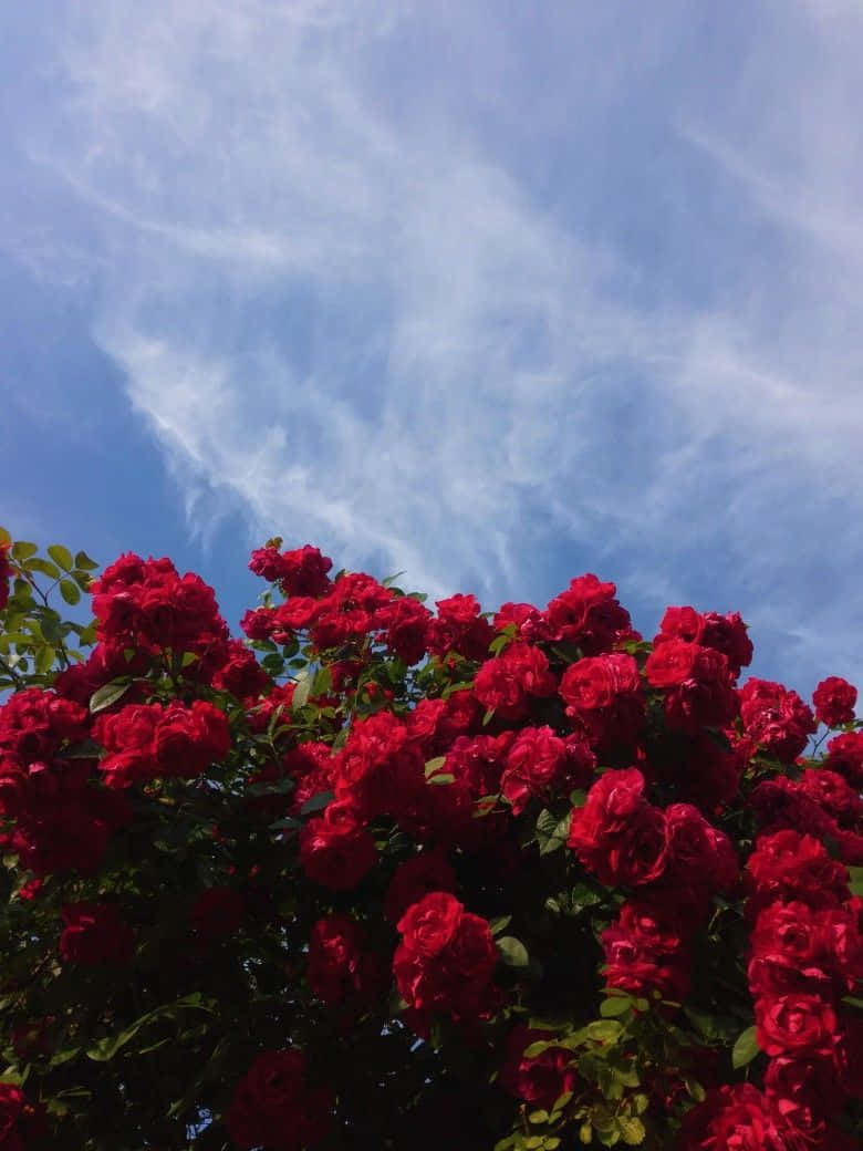 天空中的红玫瑰美学 壁纸