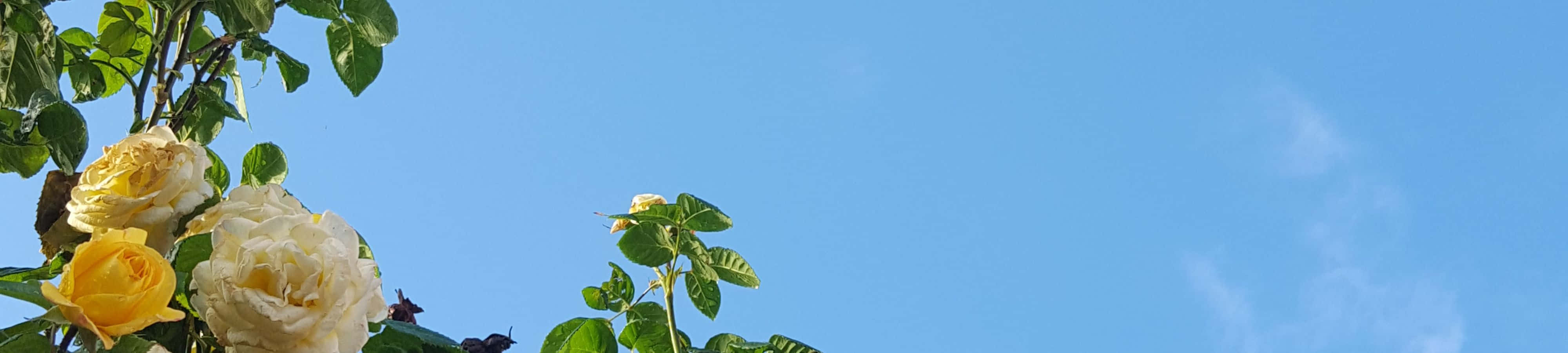 天空中的花朵时钟 壁纸