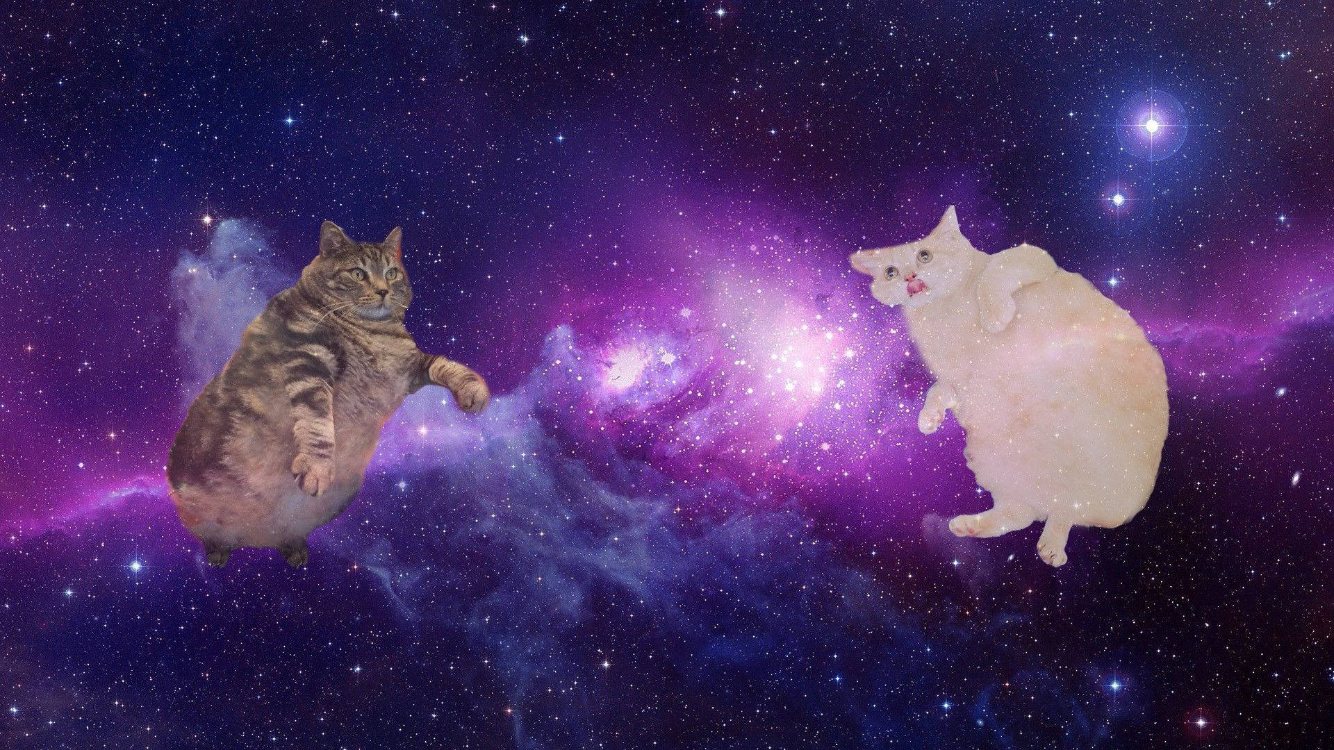太空中的猫咪电脑 壁纸