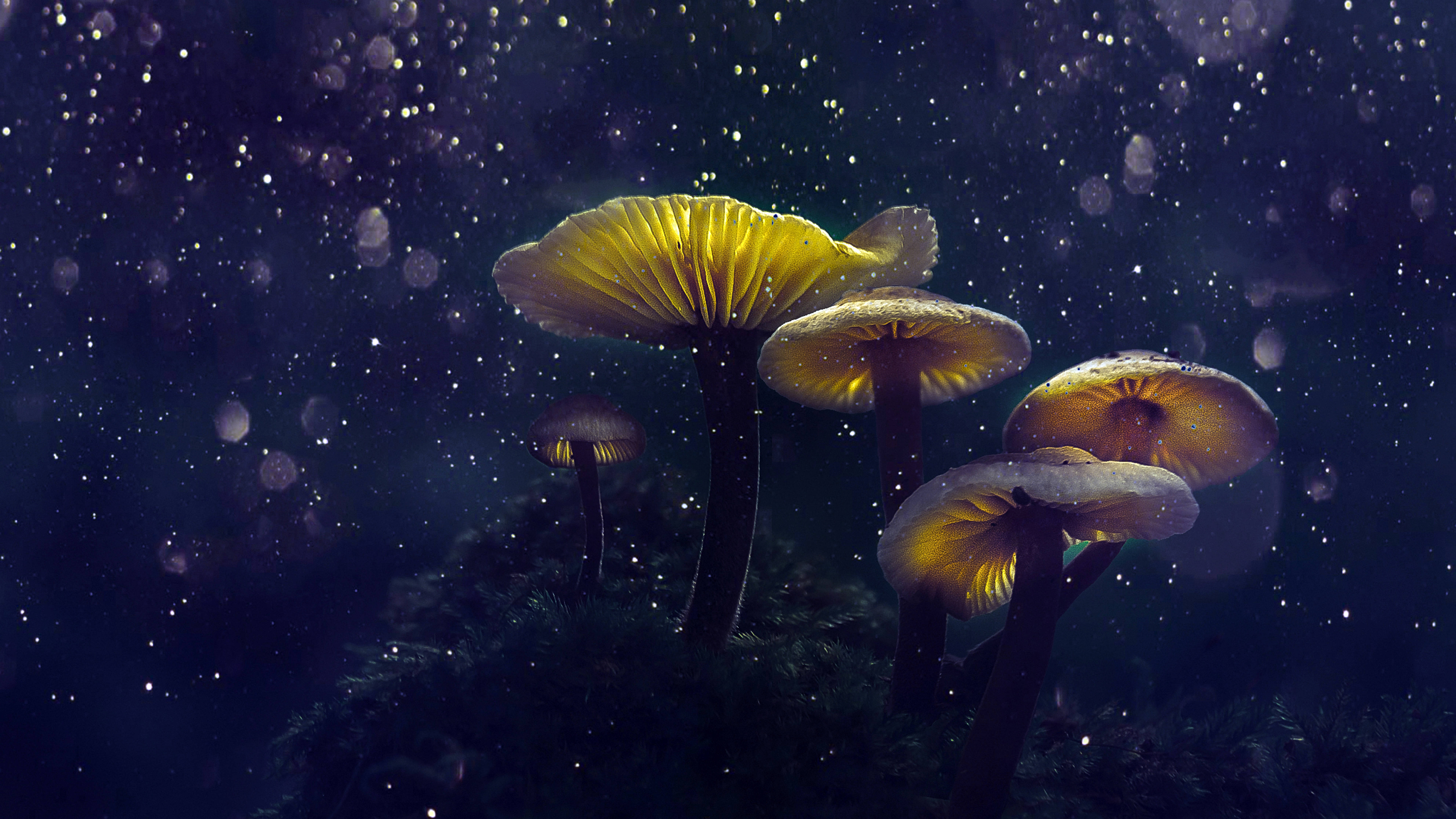奇幻蘑菇美学 壁纸