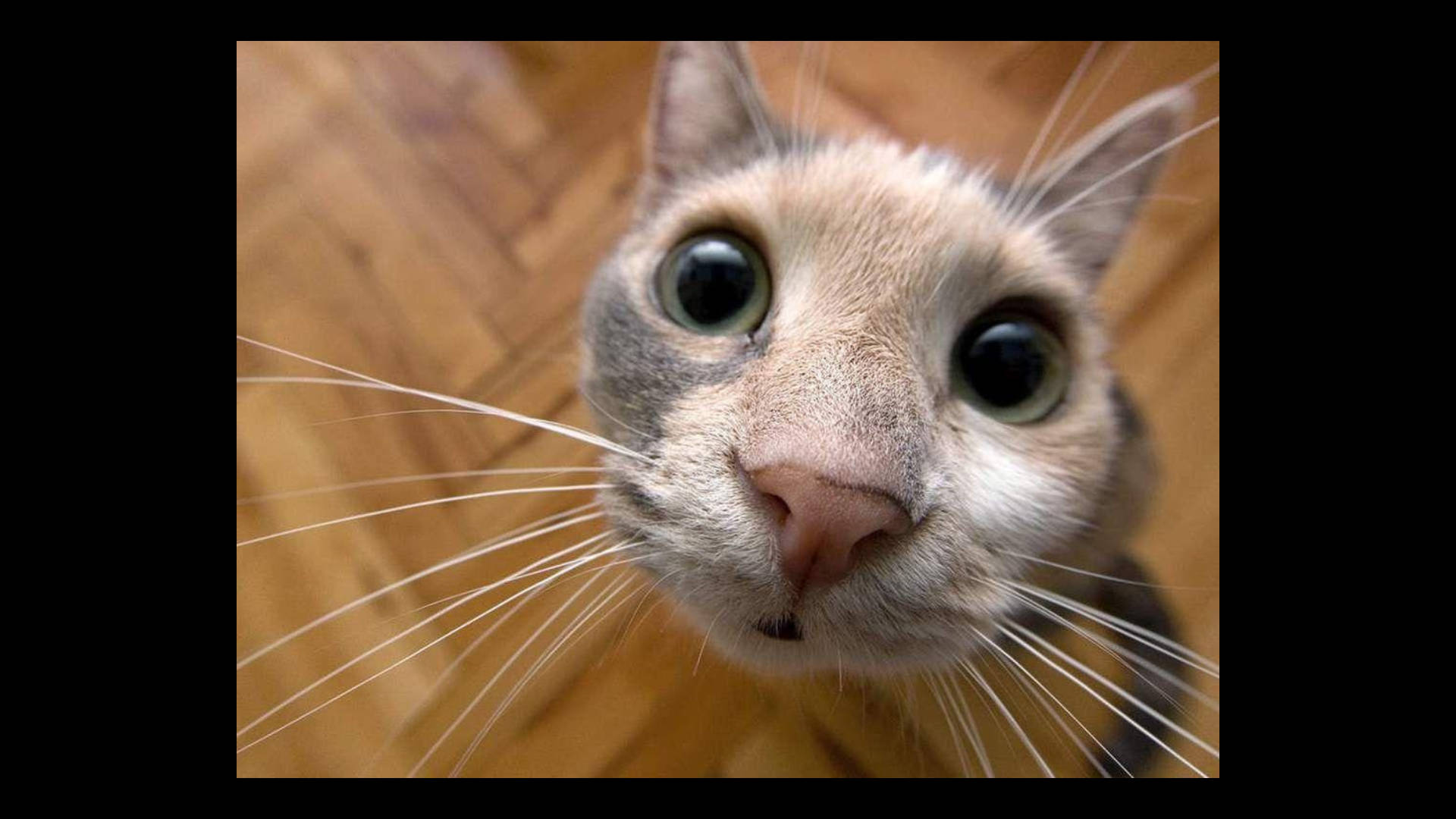 好奇搞笑的猫咪 壁纸