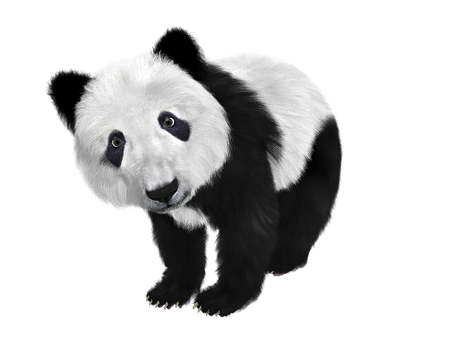 好奇熊猫黑色背景 壁纸