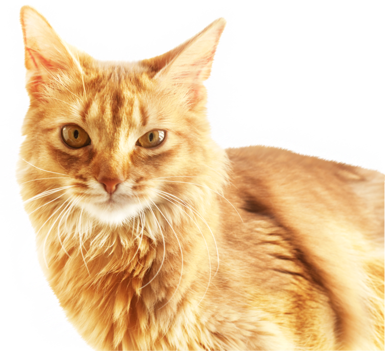 姜黄色猫咪肖像 壁纸