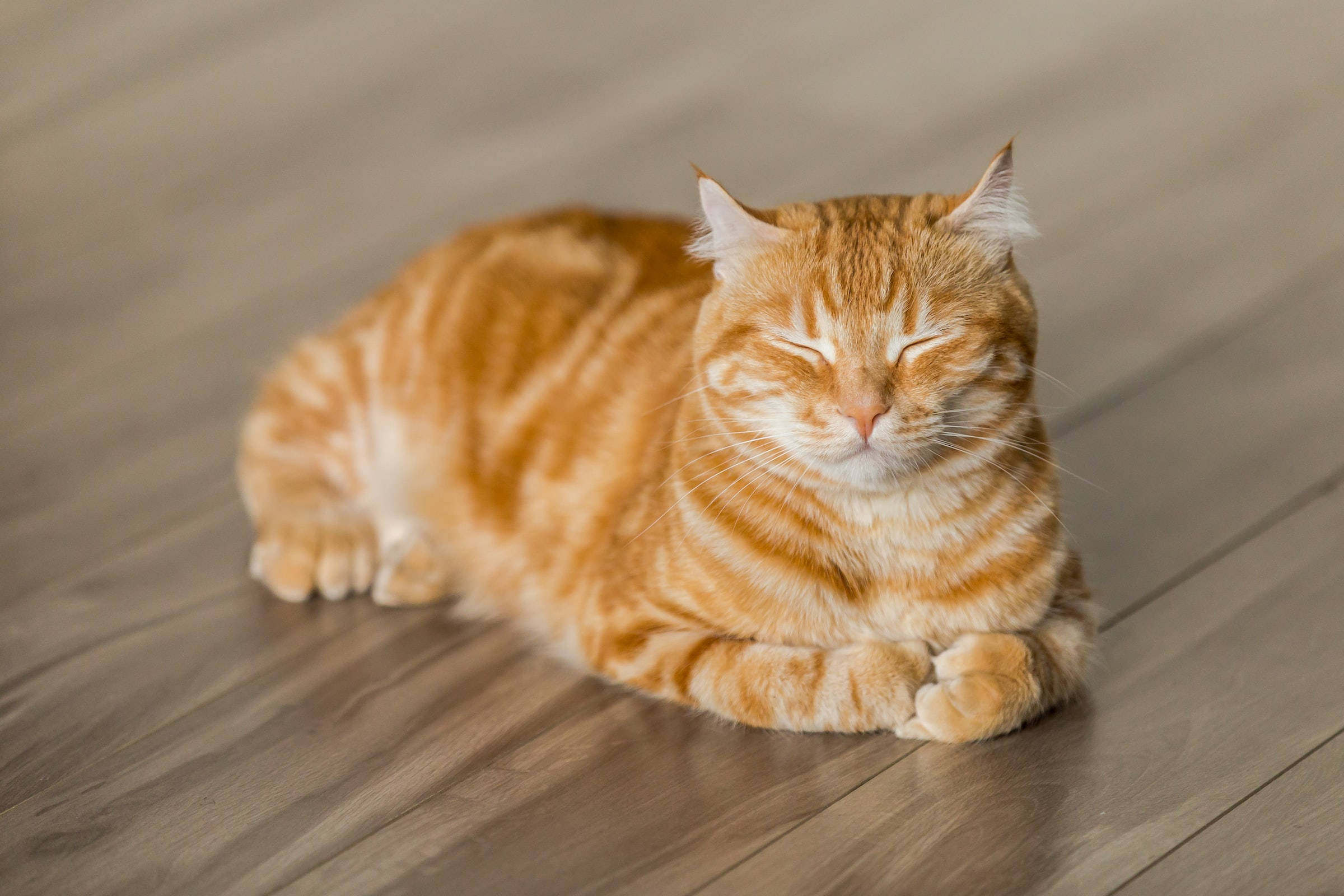 姜黄色虎斑猫头像壁纸