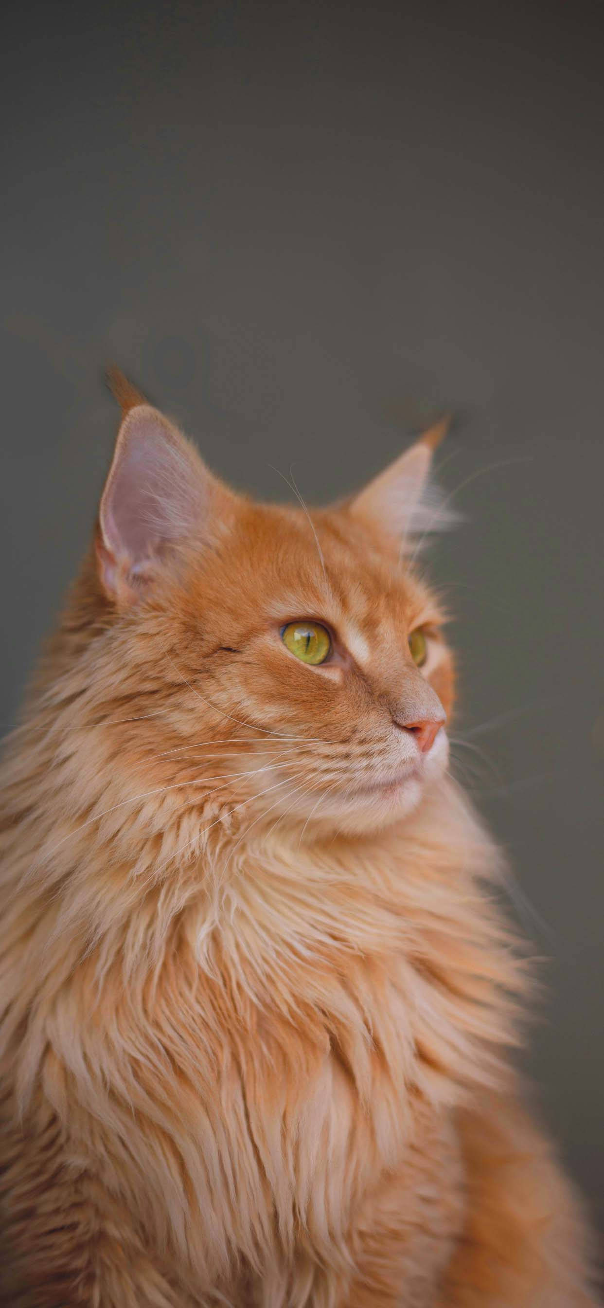 威严可爱猫咪之爱 壁纸