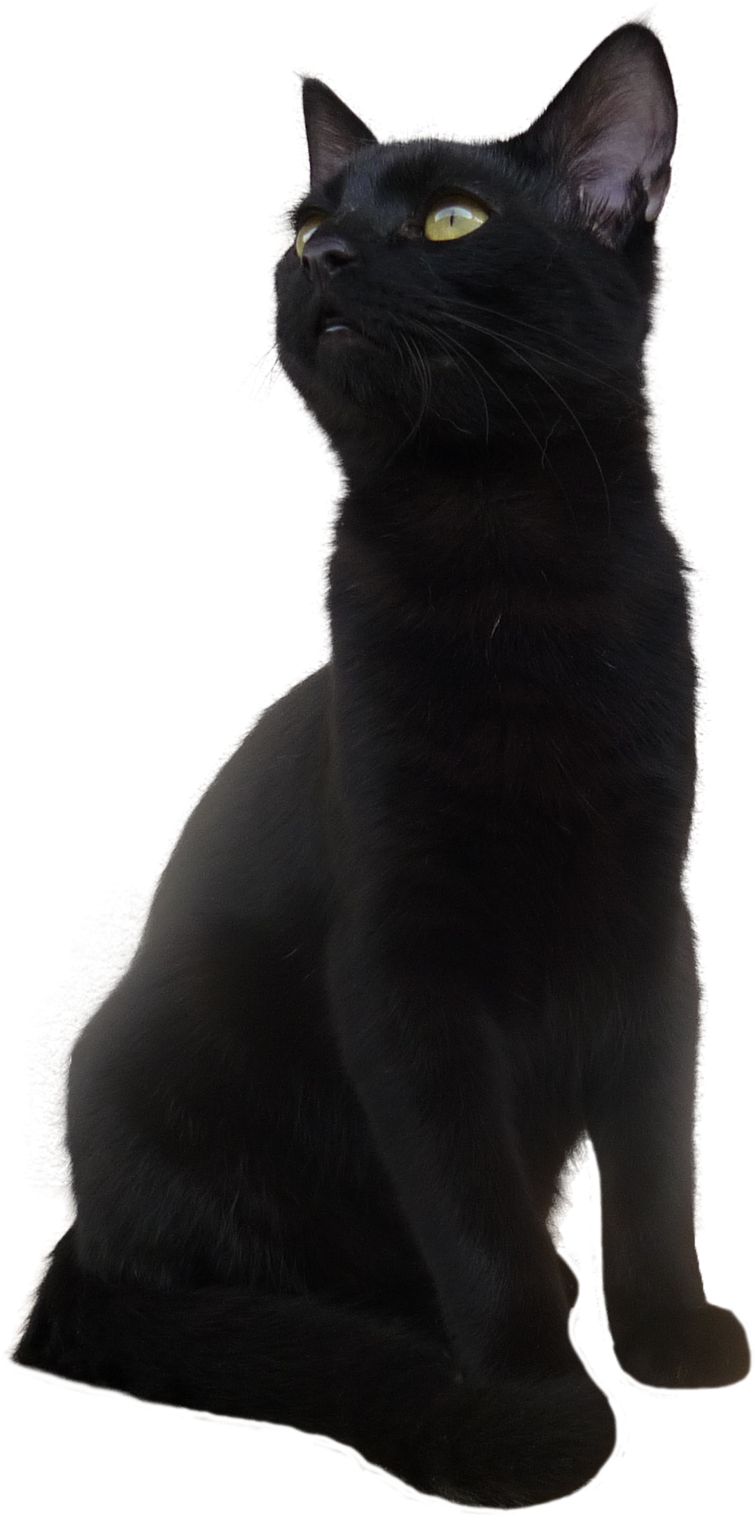 威严黑猫姿态 壁纸