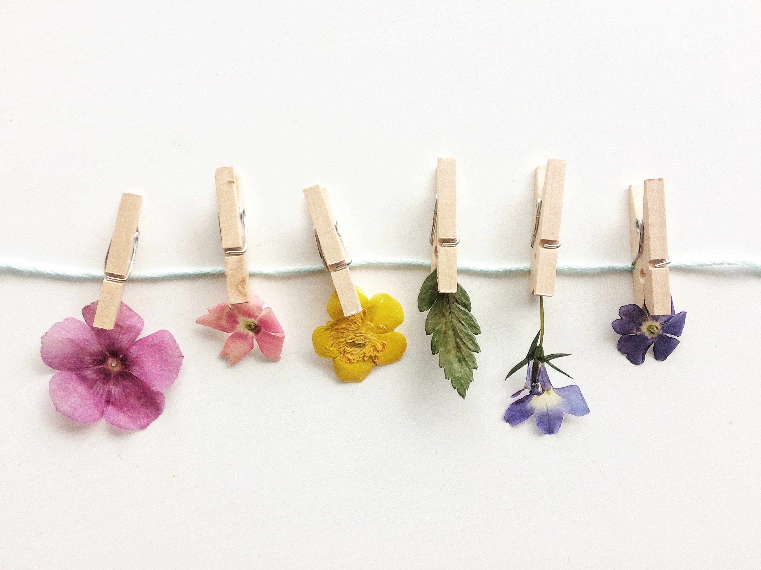学院风干花美学 壁纸