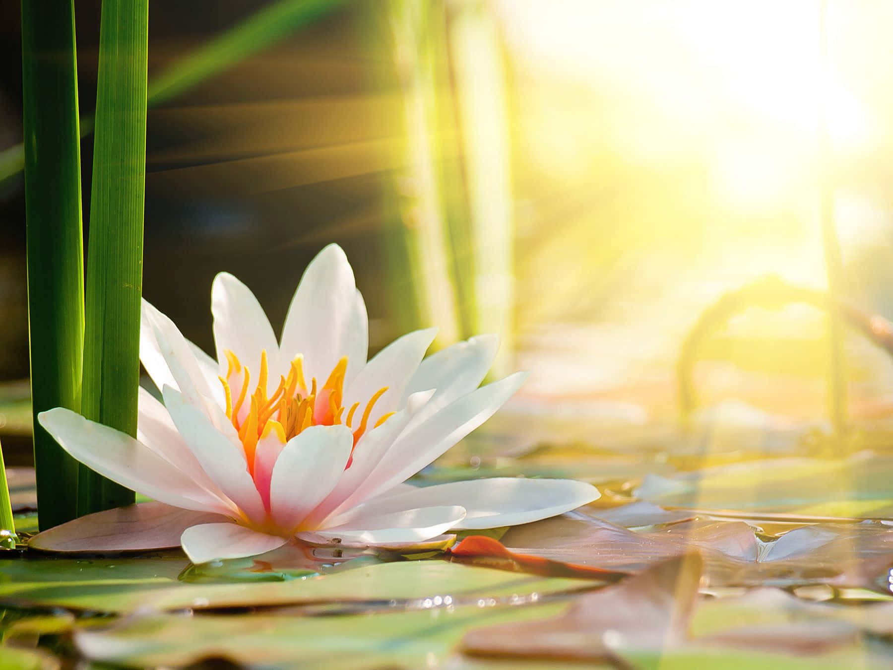 宁静水面上盛开的莲花 壁纸