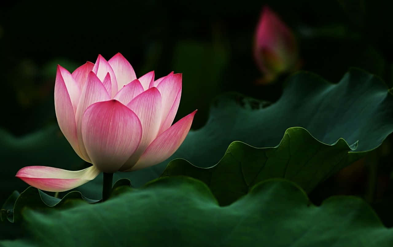 宁静水面绽放的莲花 壁纸