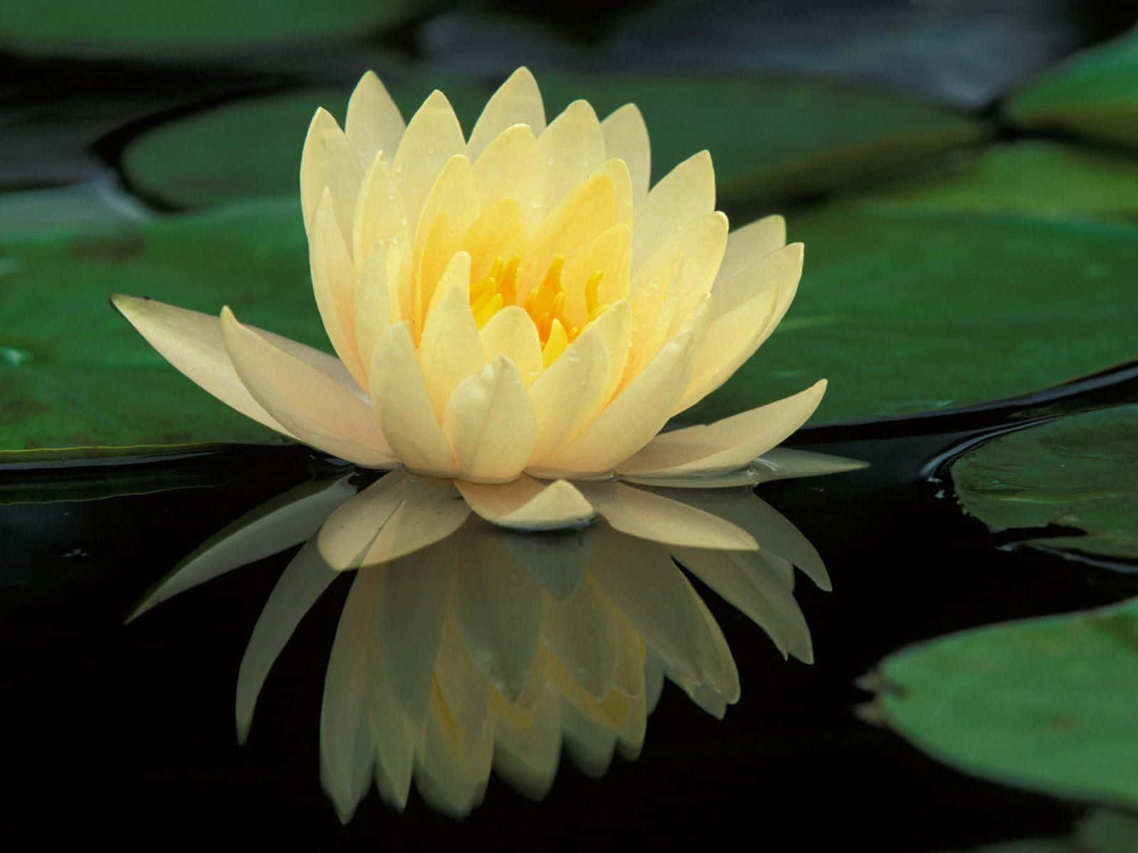 宁静池塘中盛开的莲花 壁纸