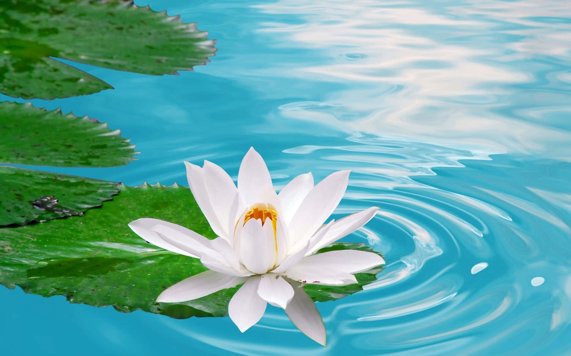 宁静池塘中迷人的莲花 壁纸