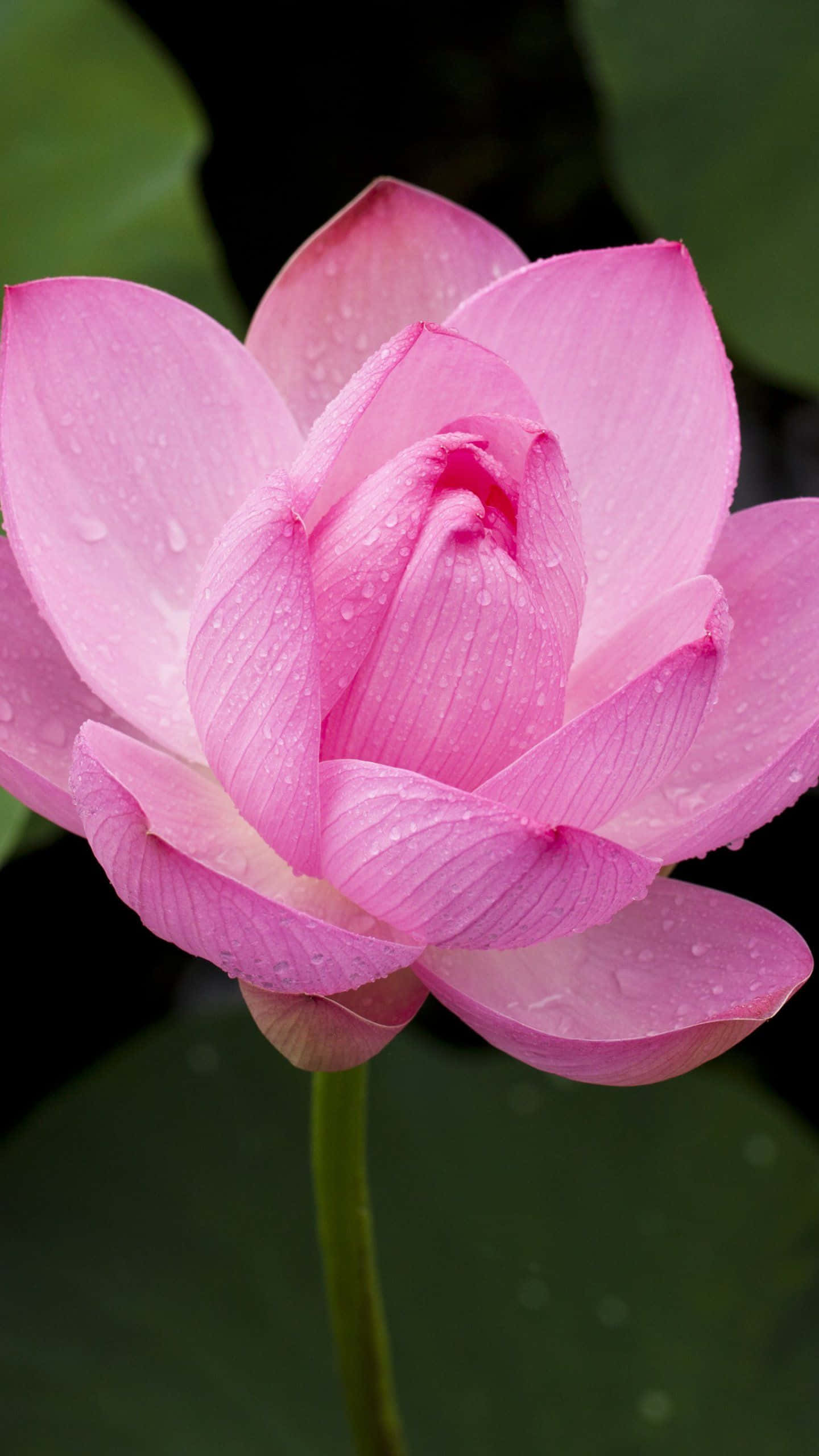 宁静湖面上盛开的粉色莲花 壁纸