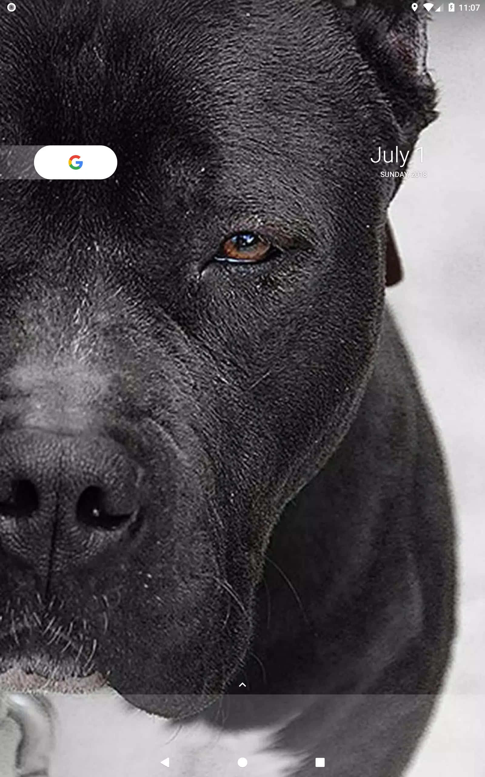 “守护家园的强壮黑色比特犬。” 壁纸