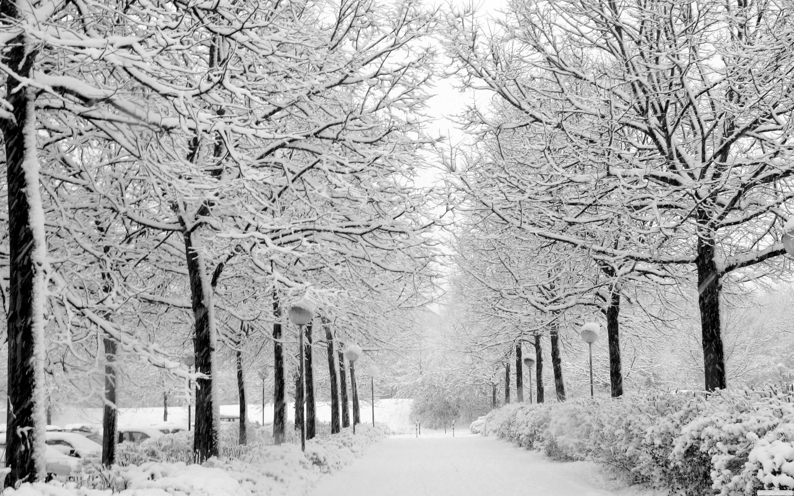 寒冷雪地公园小路 壁纸
