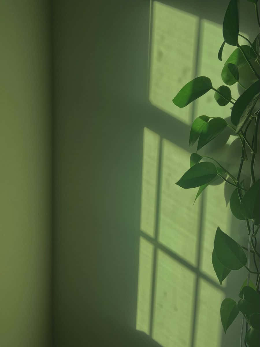 将一抹自然气息引入家中，尽赏鼠尾草绿美学 壁纸