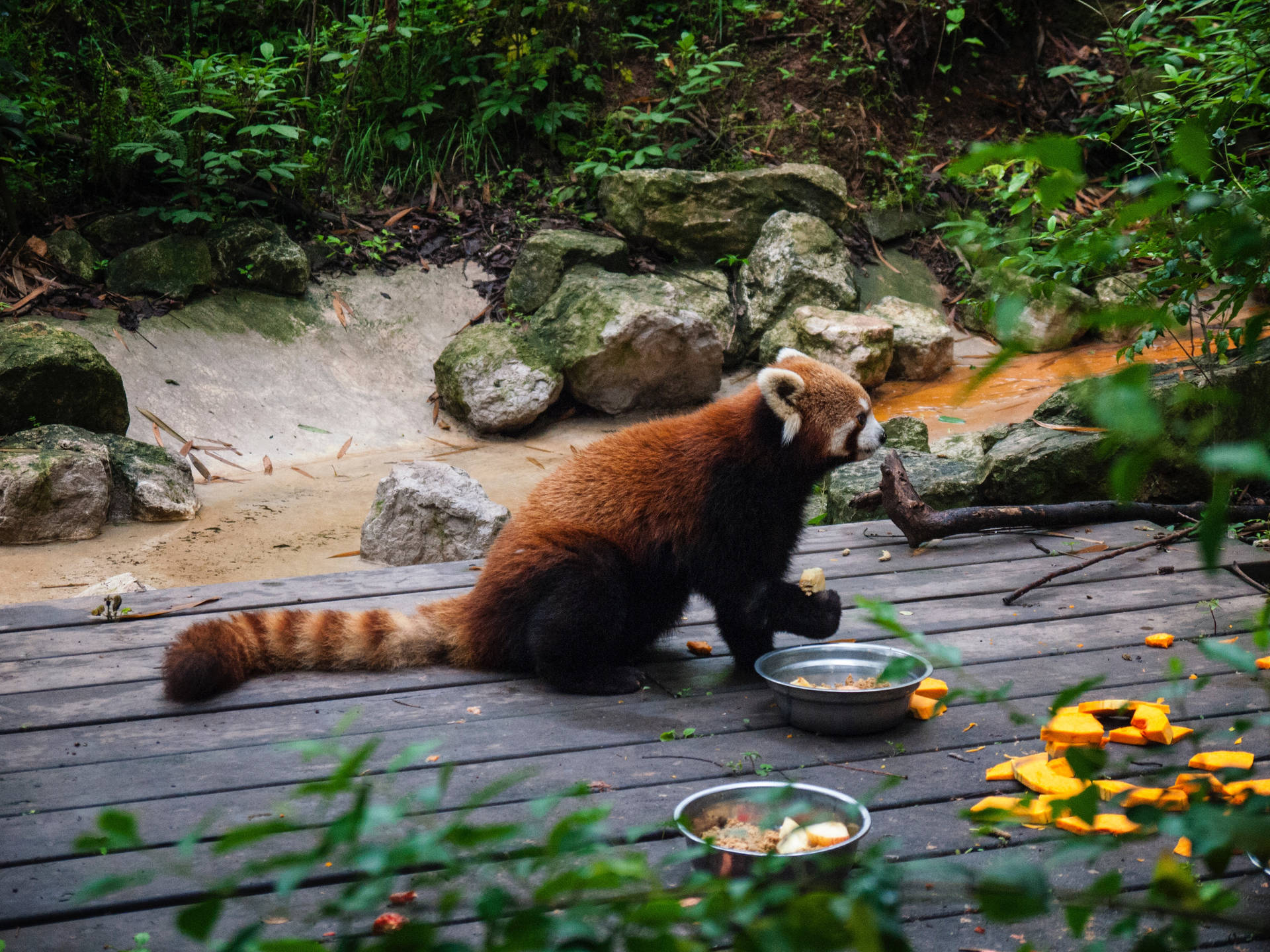 小熊猫在森林动物园用餐壁纸