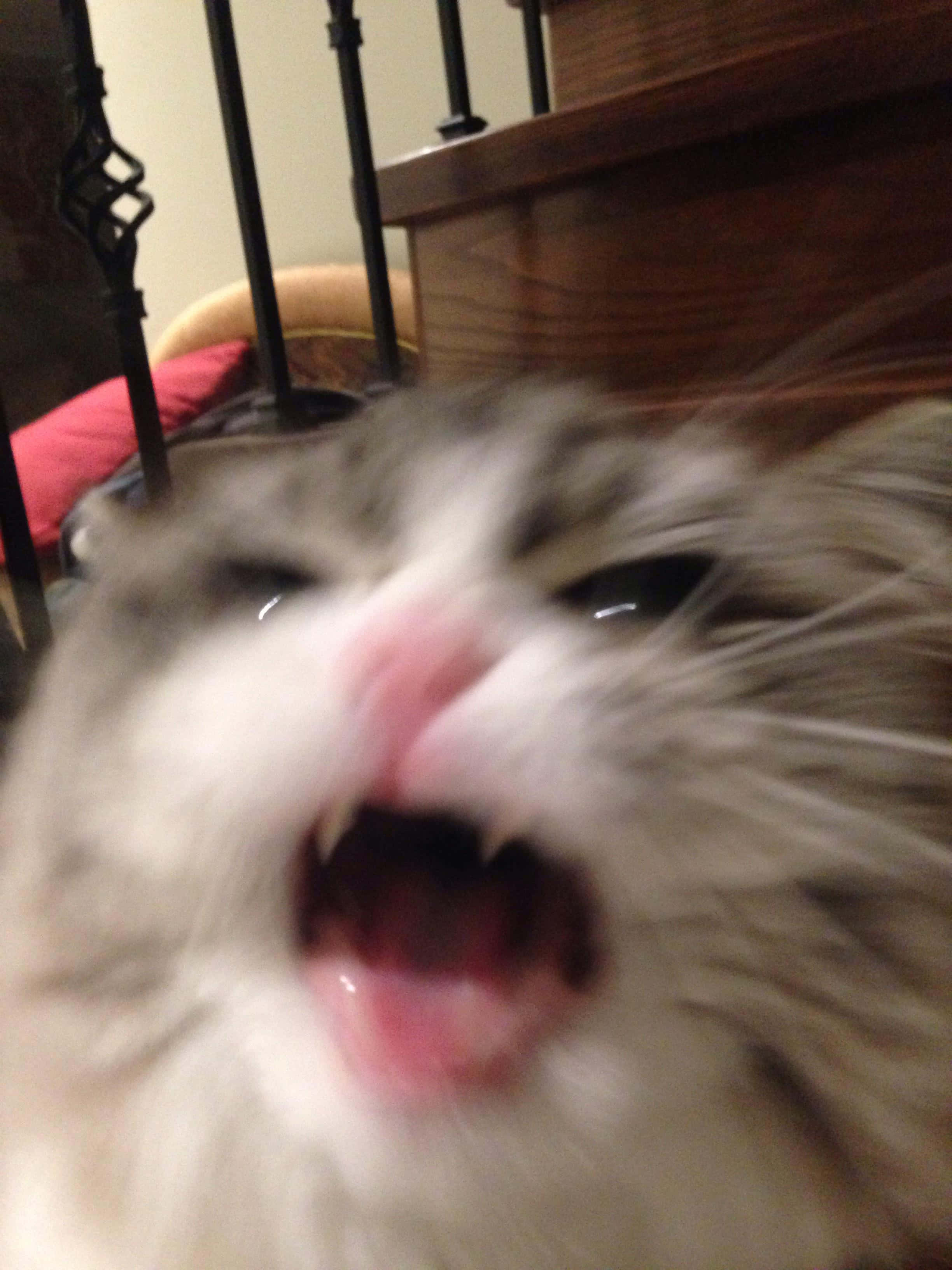 尖叫可爱猫头像 壁纸