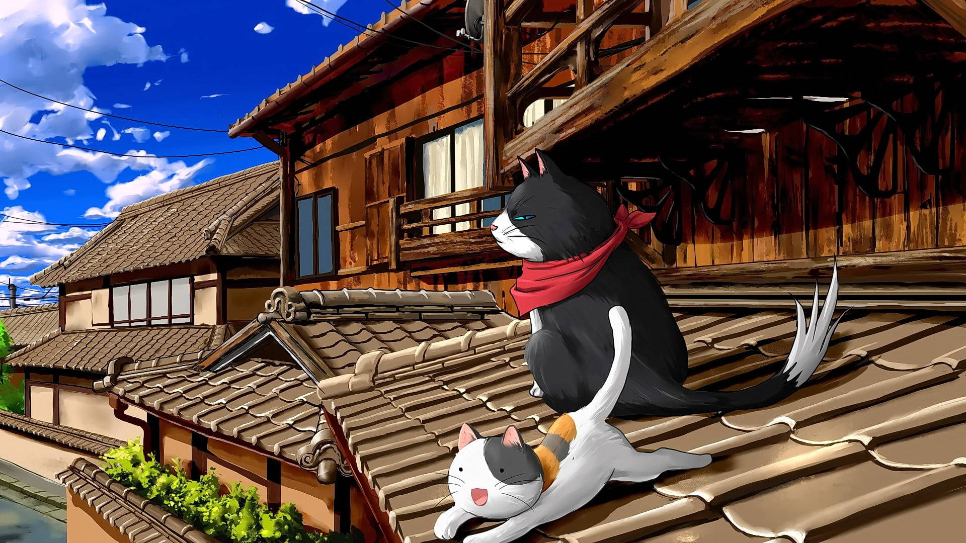 屋顶上的猫咪电脑 壁纸