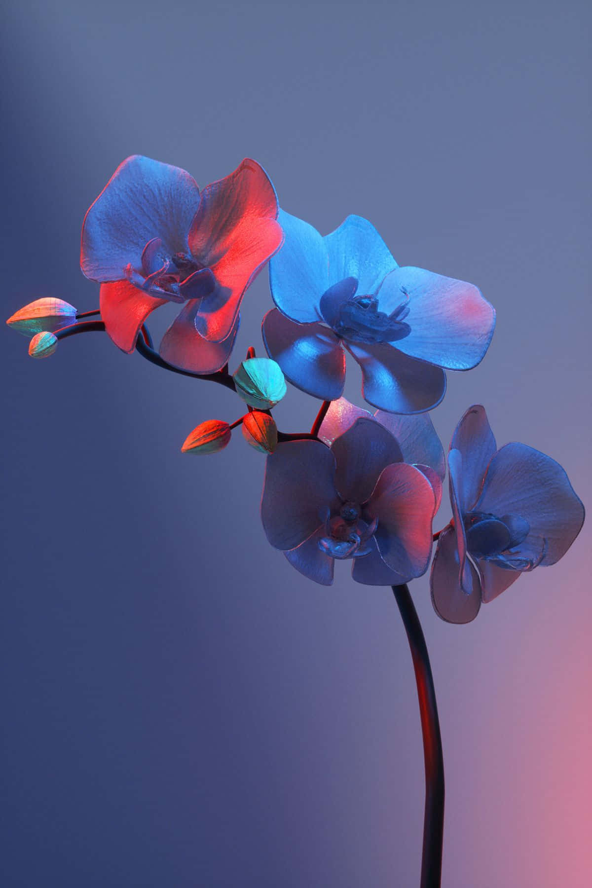 展示自然之美：唯美花卉 壁纸