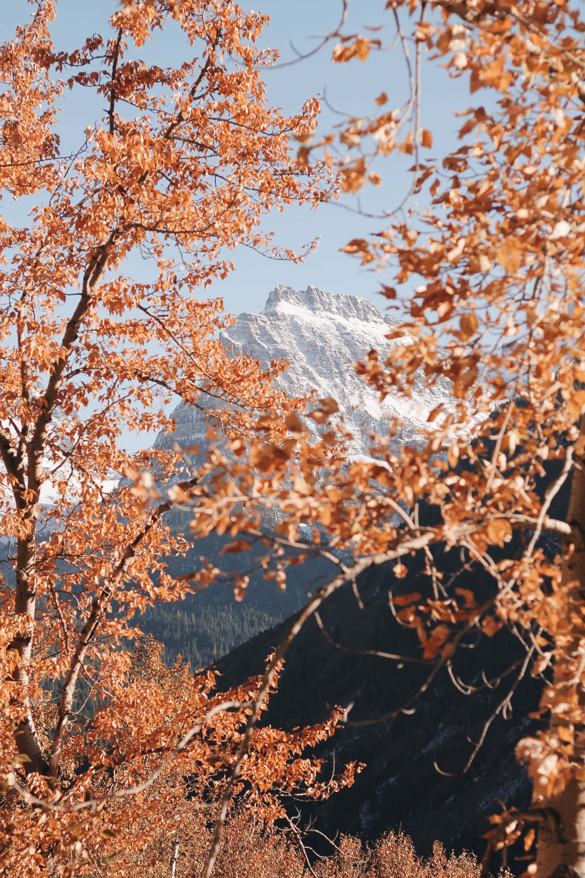 山脉与树木，远处群山为背景 壁纸